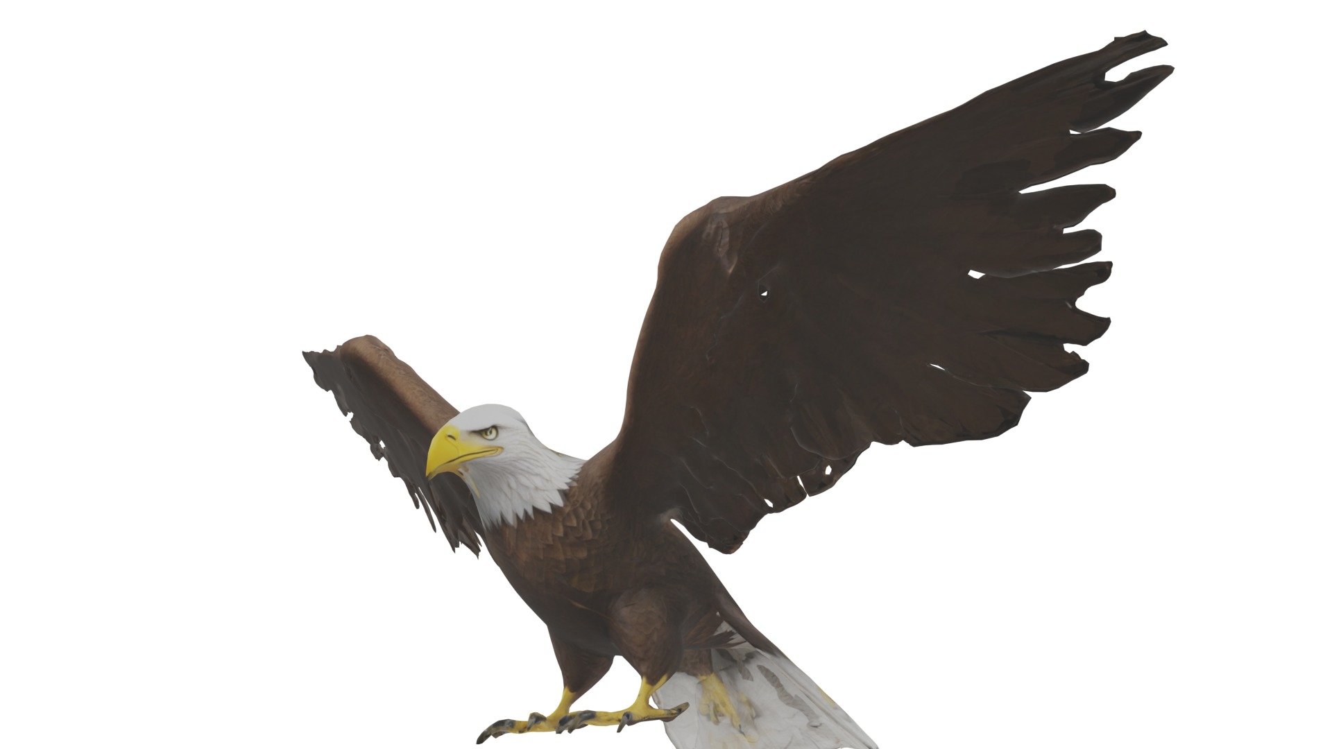 Bald Eagle 3D Model obj fbx blend mtl 3D model_13