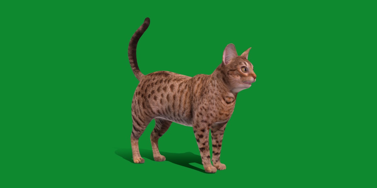 Ocicat Low-poly 3D model_8