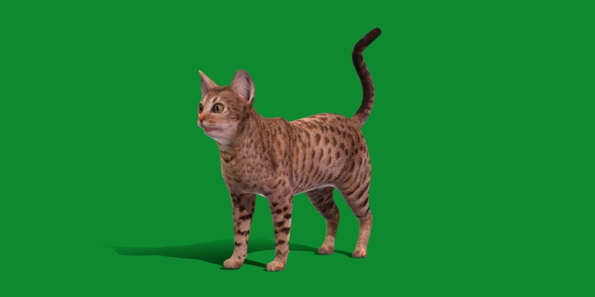 Ocicat Low-poly 3D model_25