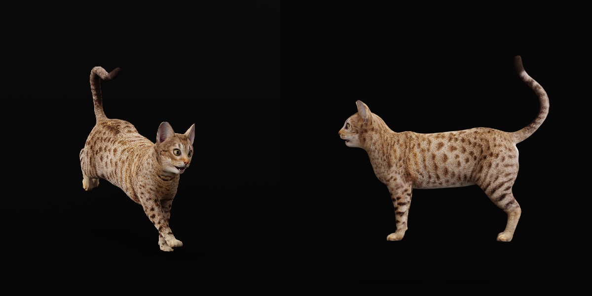 Ocicat Low-poly 3D model_6