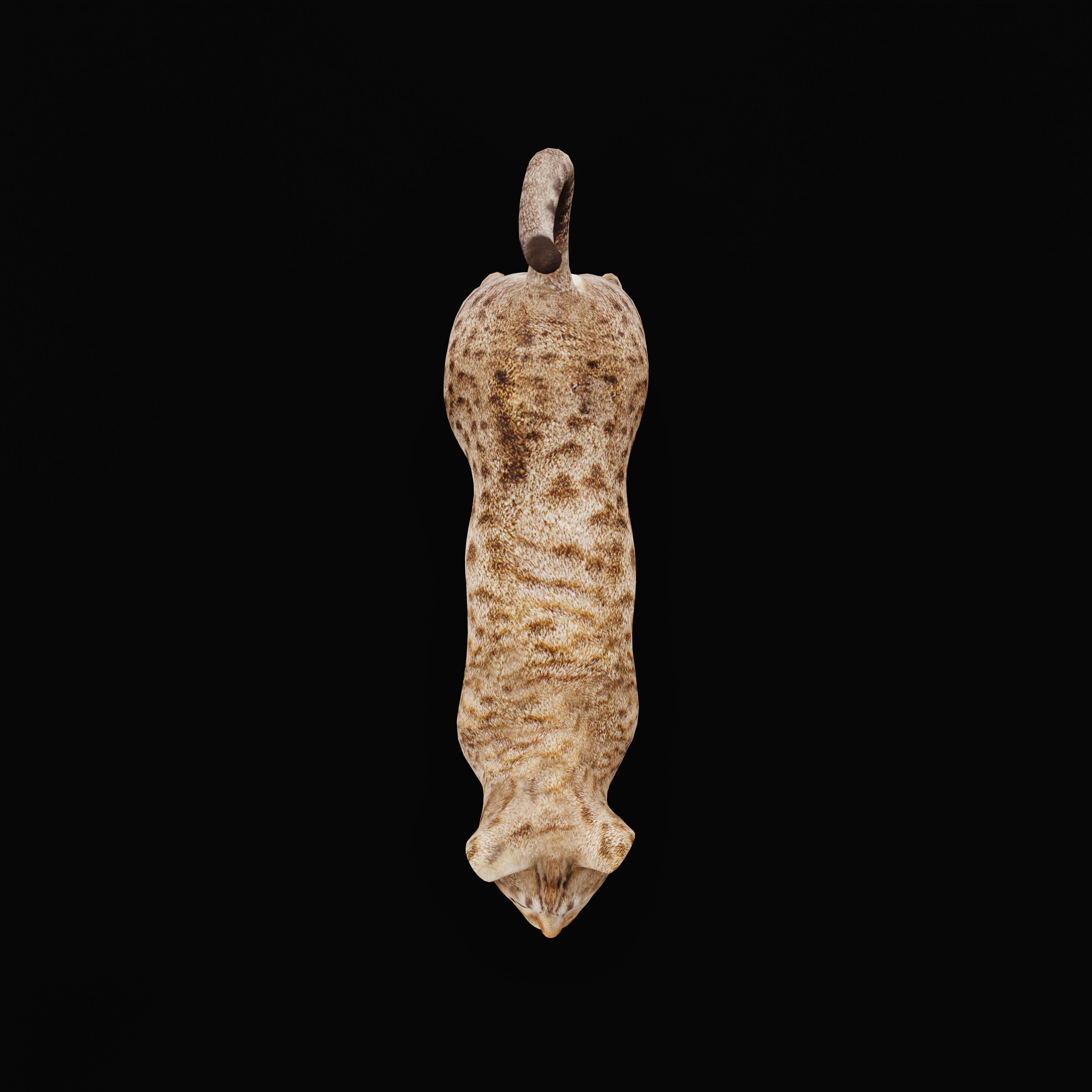 Ocicat Low-poly 3D model_34