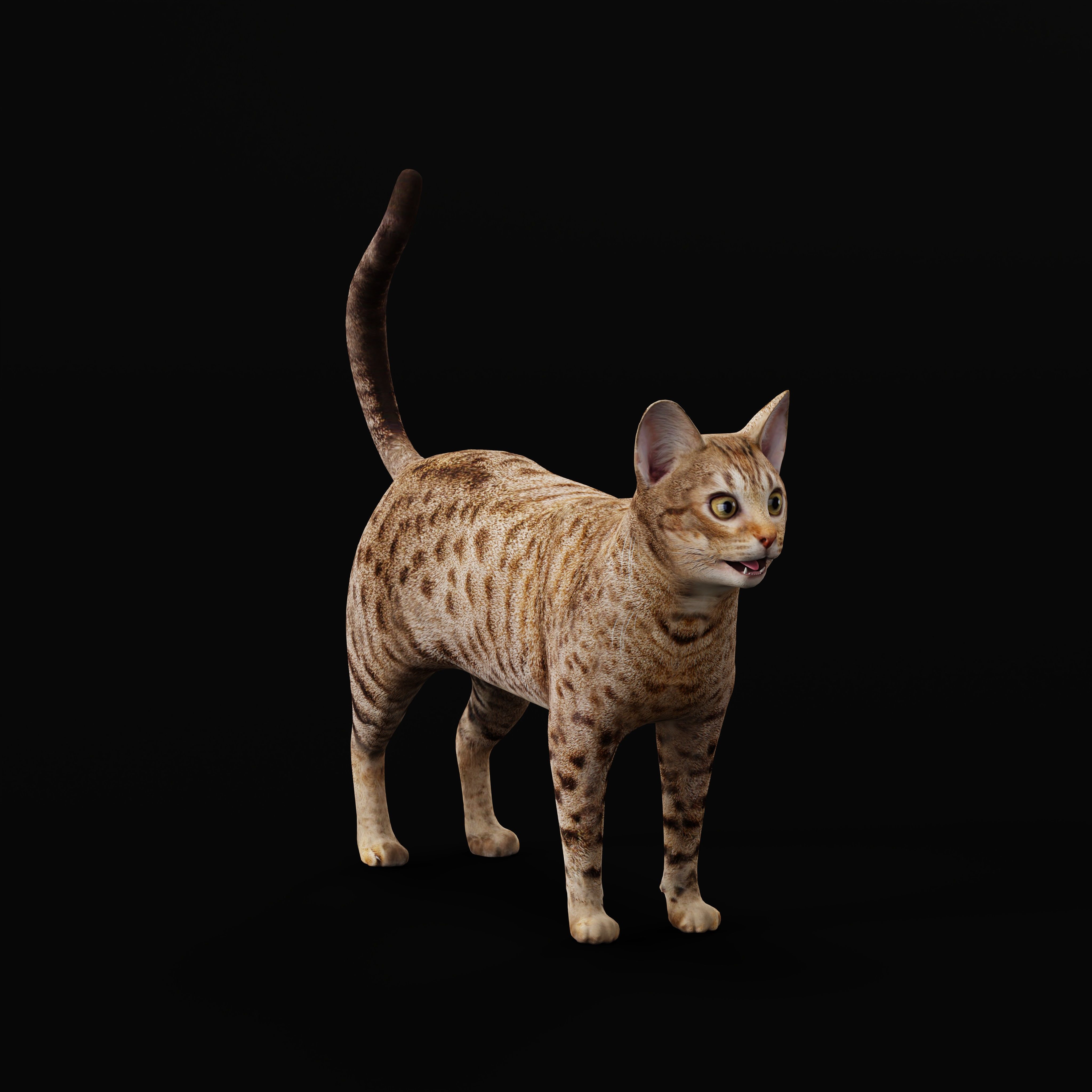 Ocicat Low-poly 3D model_32