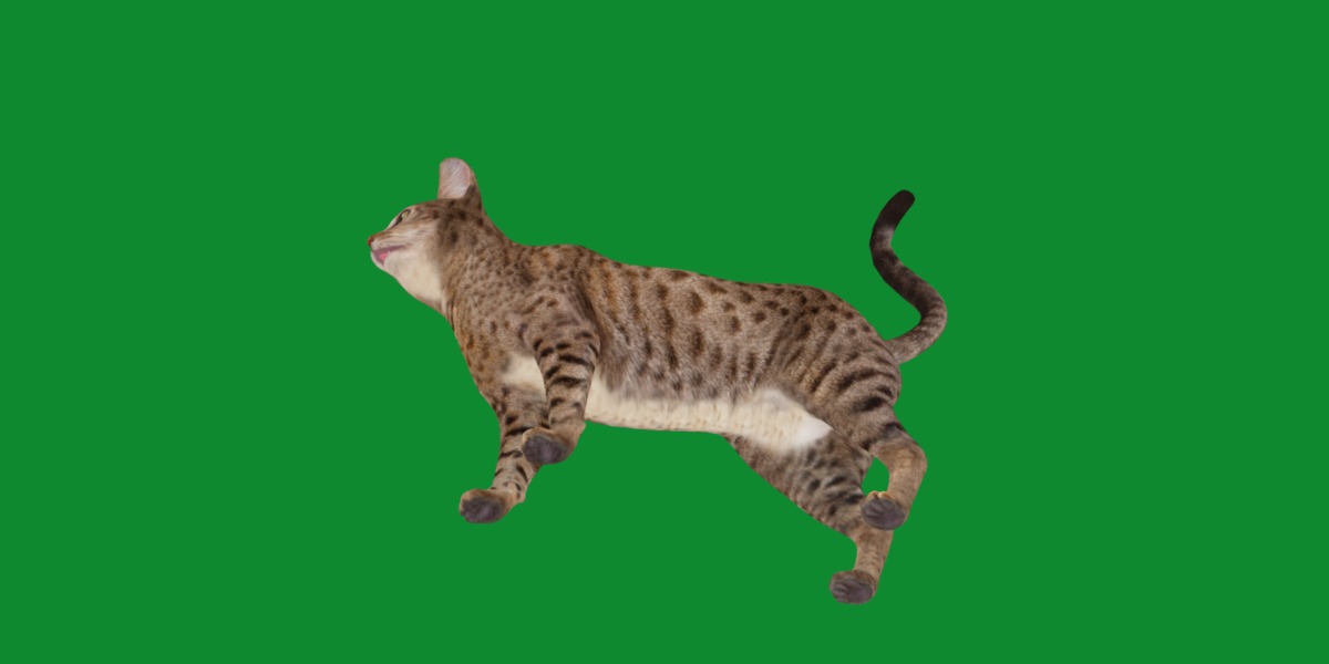 Ocicat Low-poly 3D model_22