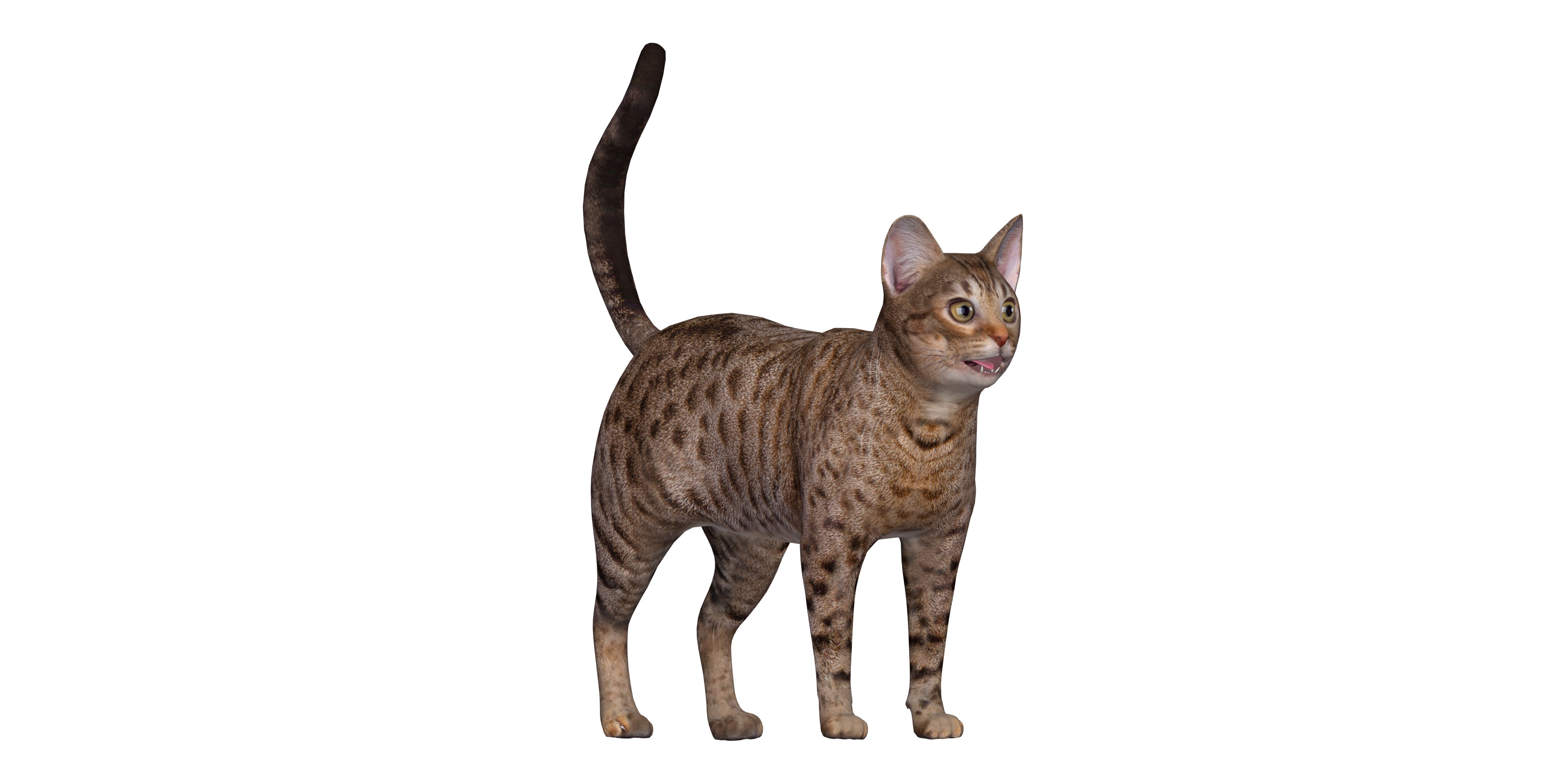 Ocicat Low-poly 3D model_3