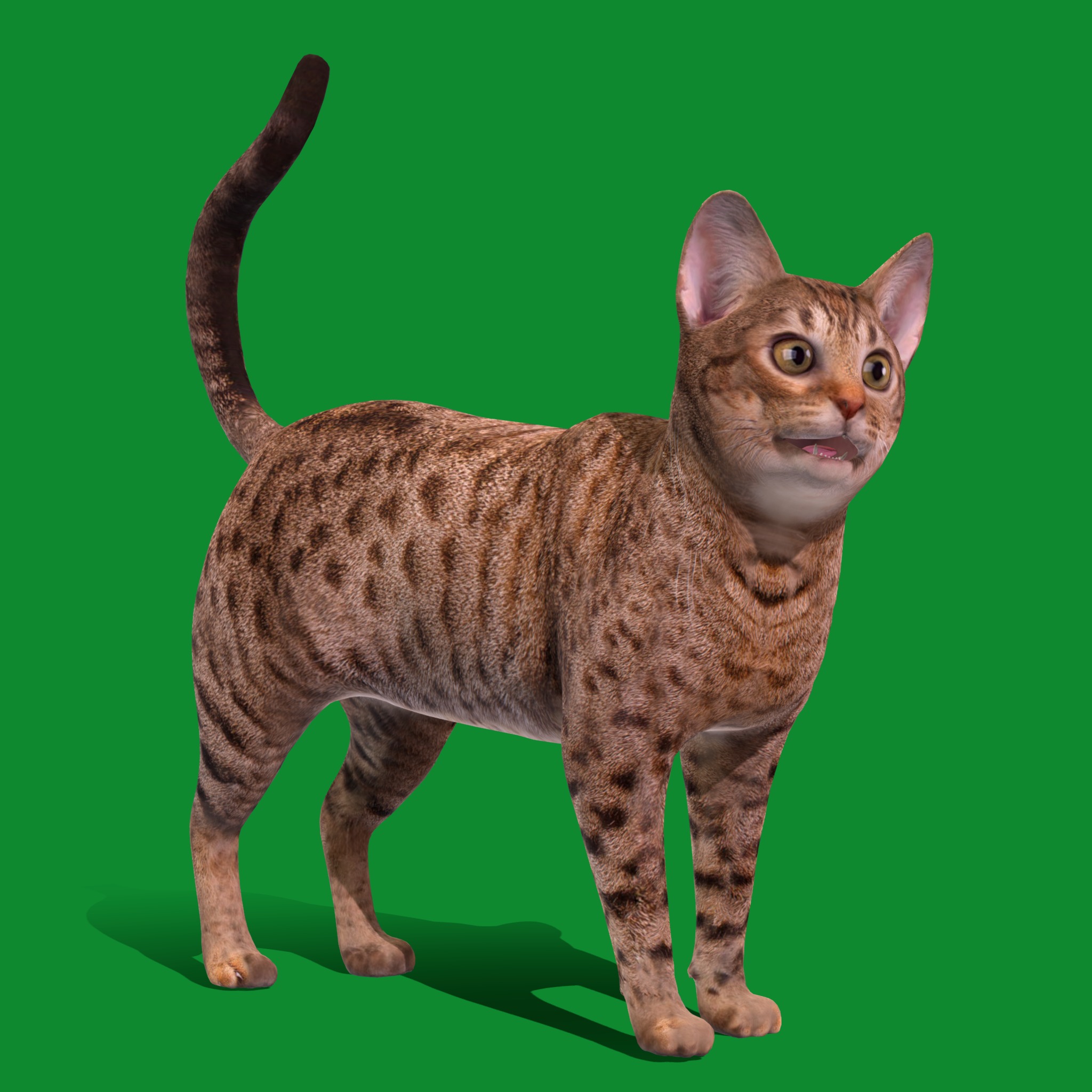 Ocicat Low-poly 3D model_20