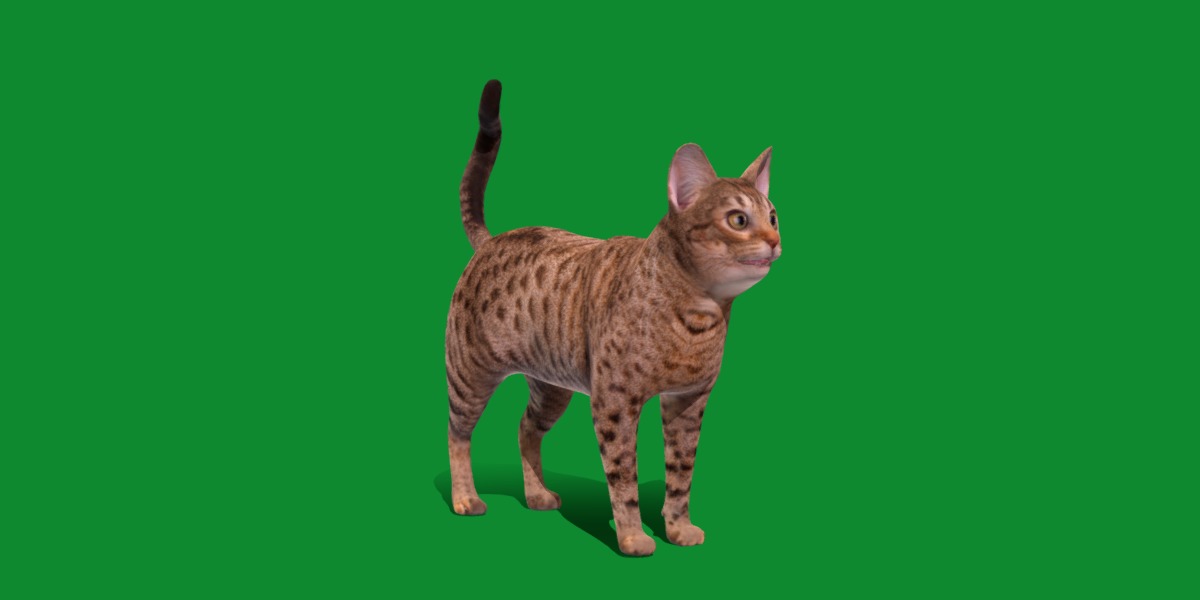 Ocicat Low-poly 3D model_18