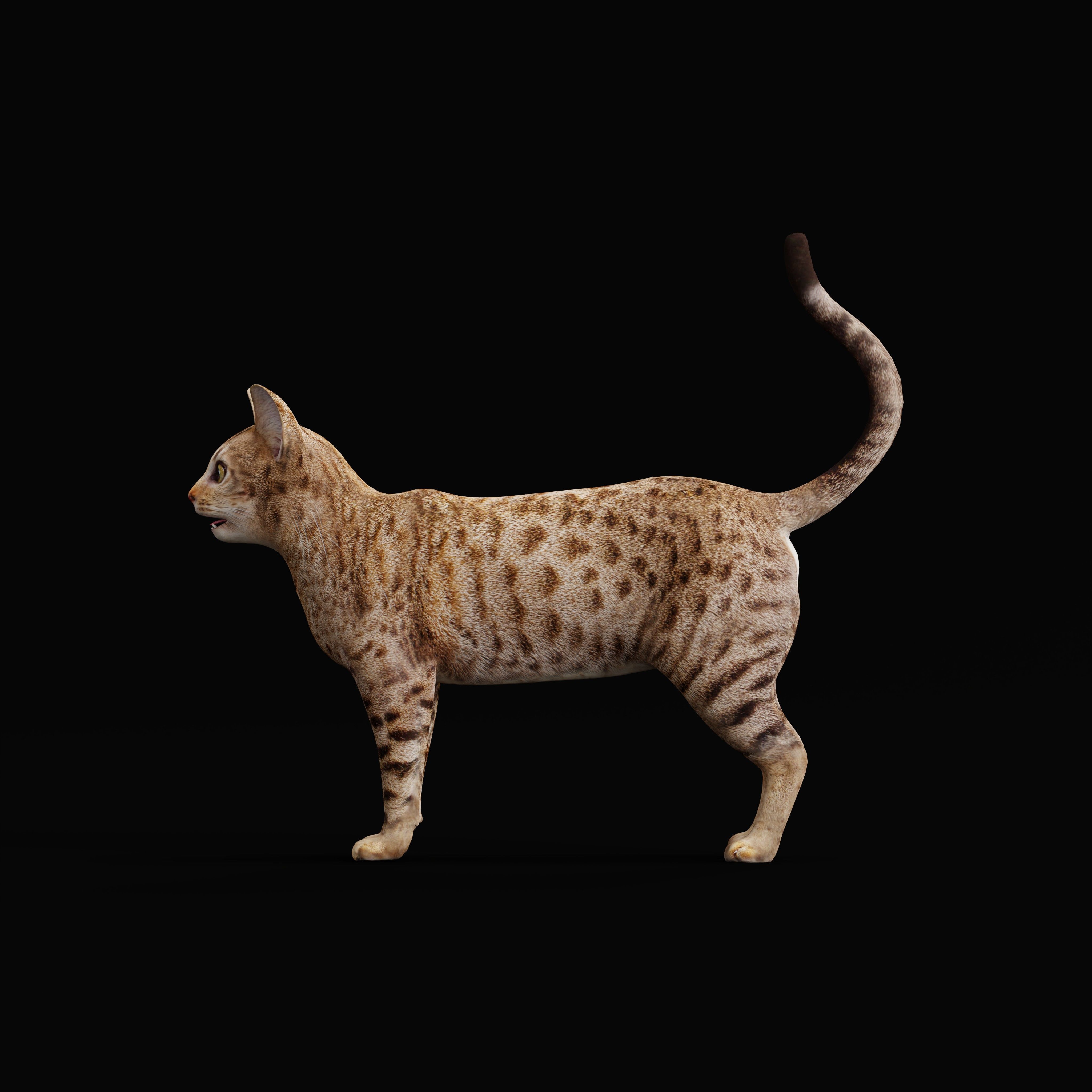 Ocicat Low-poly 3D model_33