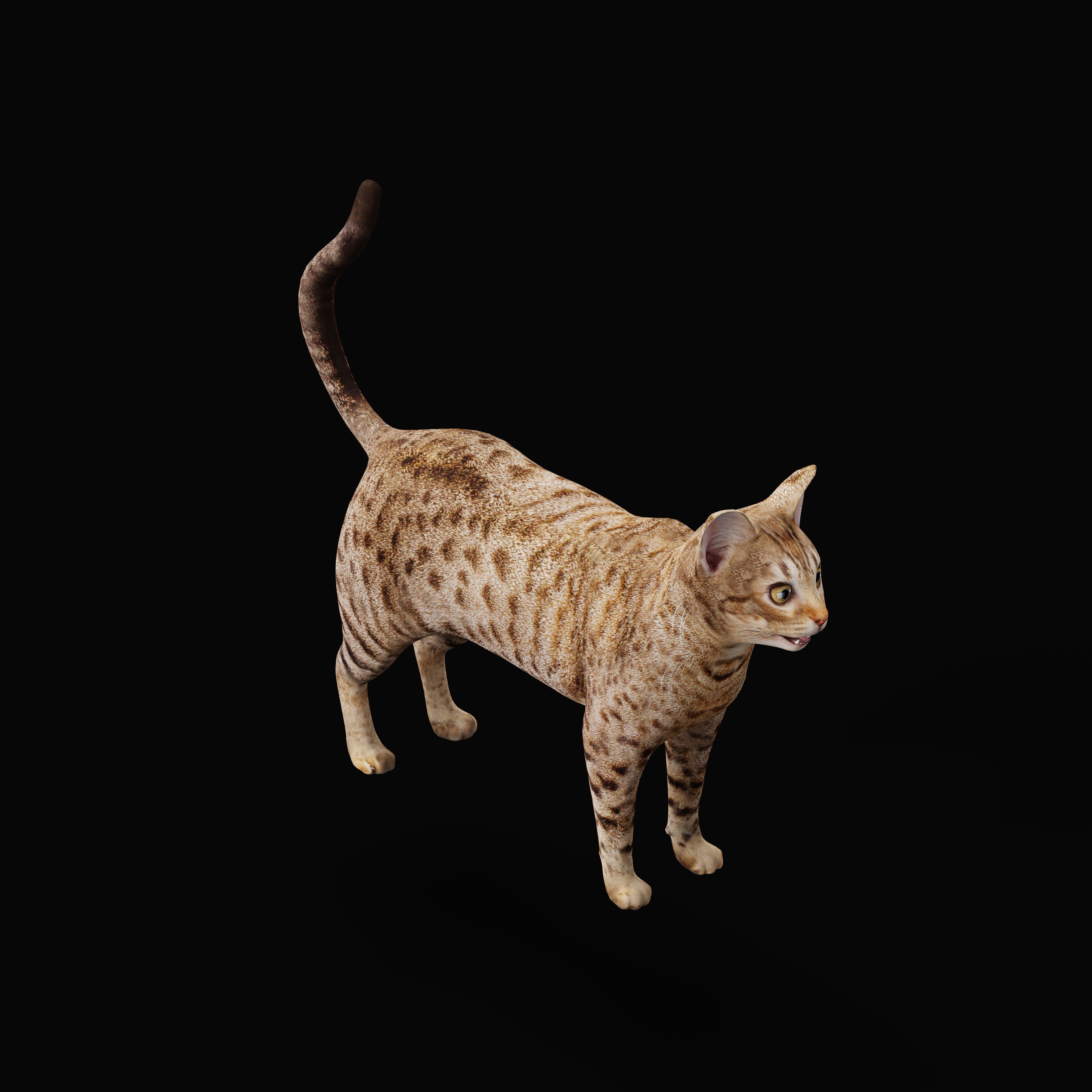 Ocicat Low-poly 3D model_37