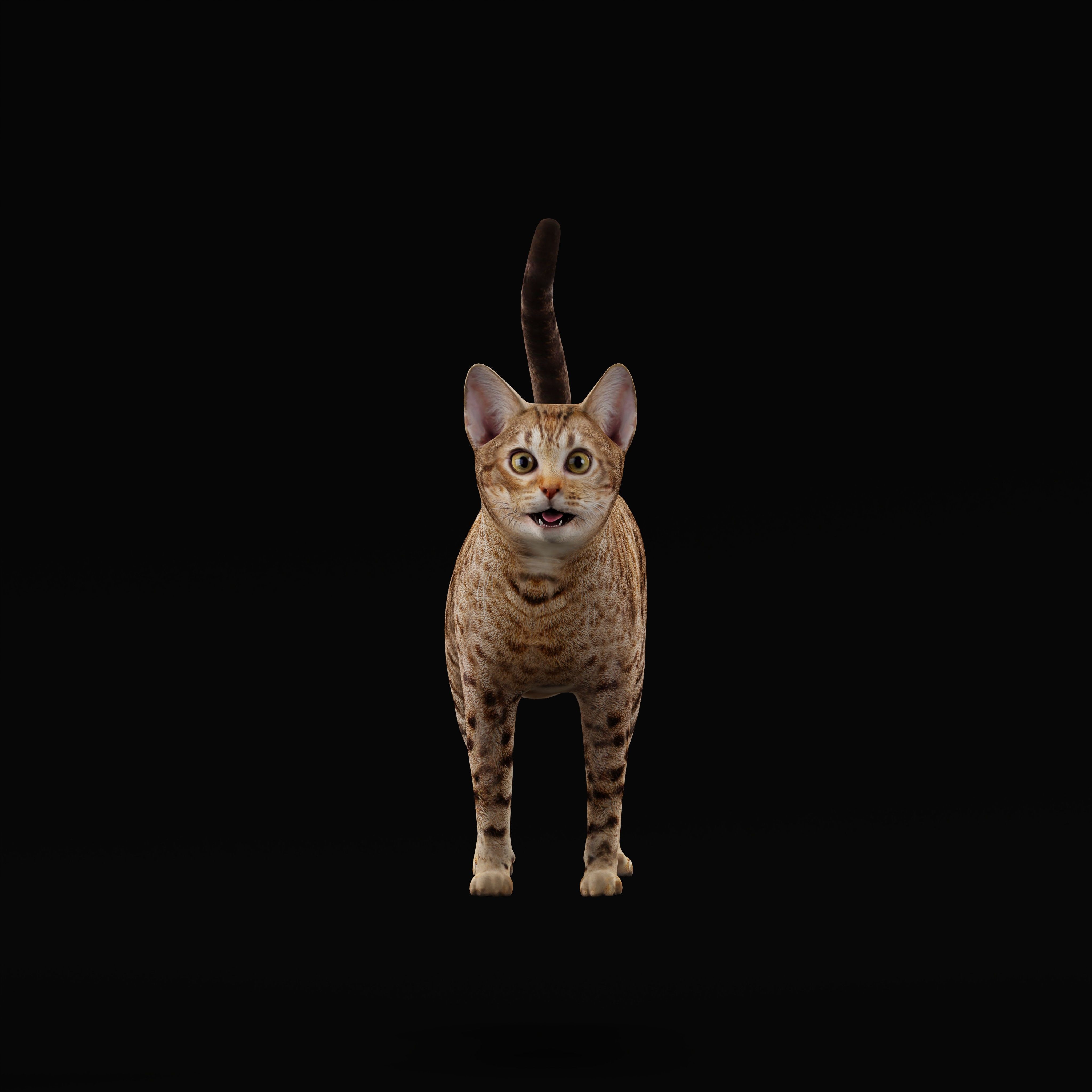 Ocicat Low-poly 3D model_36