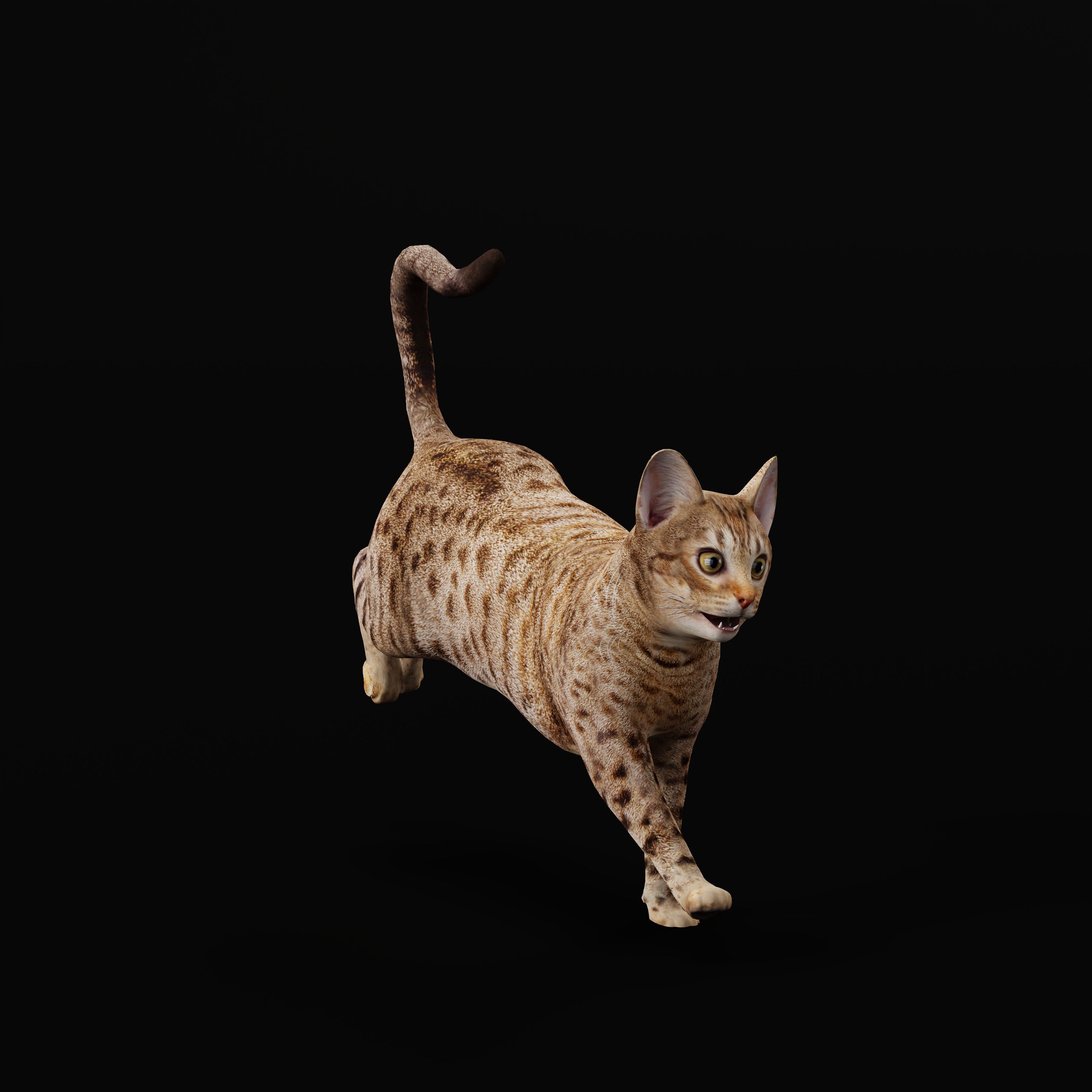 Ocicat Low-poly 3D model_38