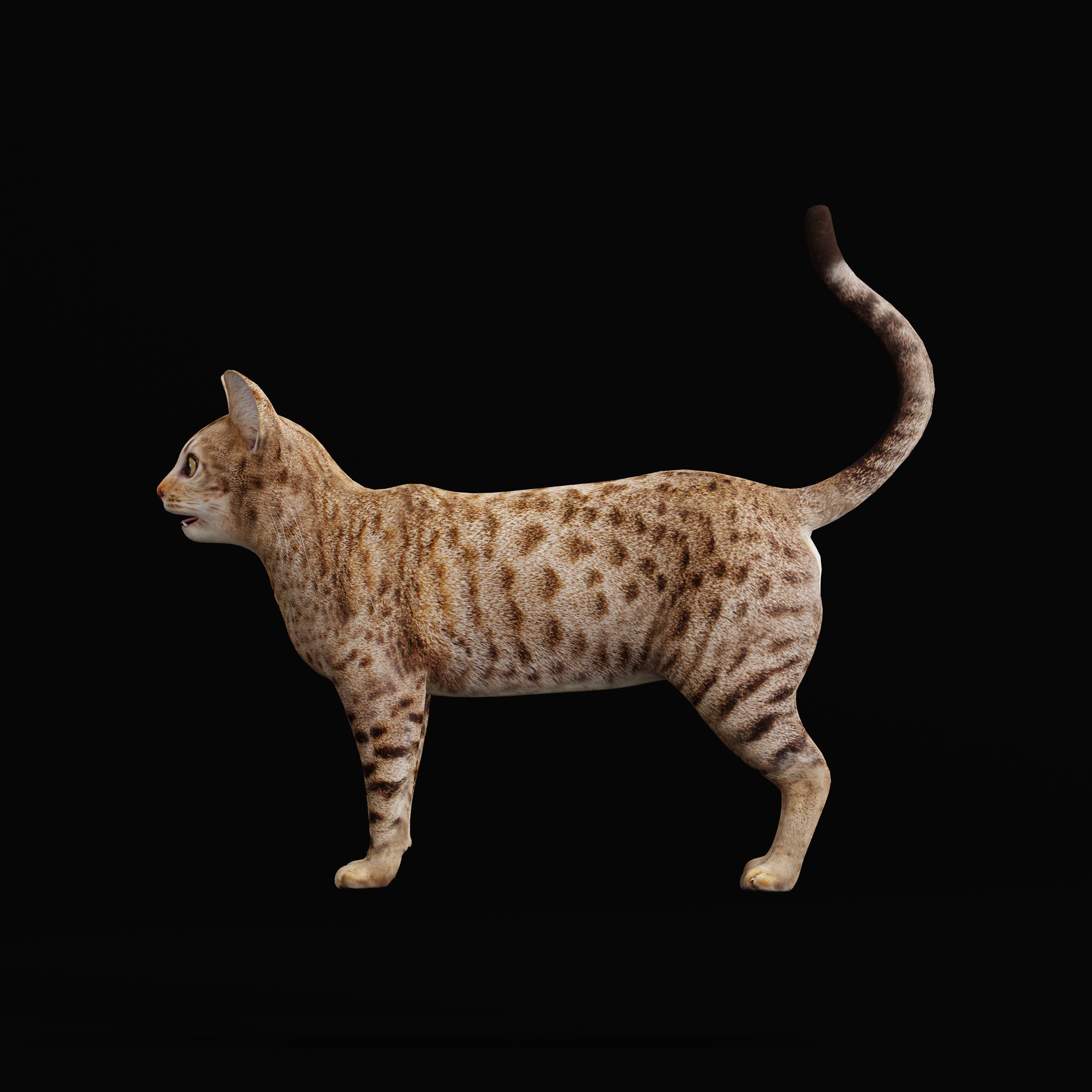 Ocicat Low-poly 3D model_35