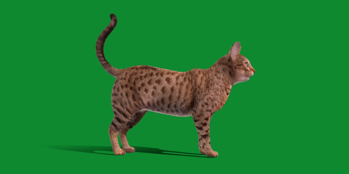 Ocicat Low-poly 3D model_19
