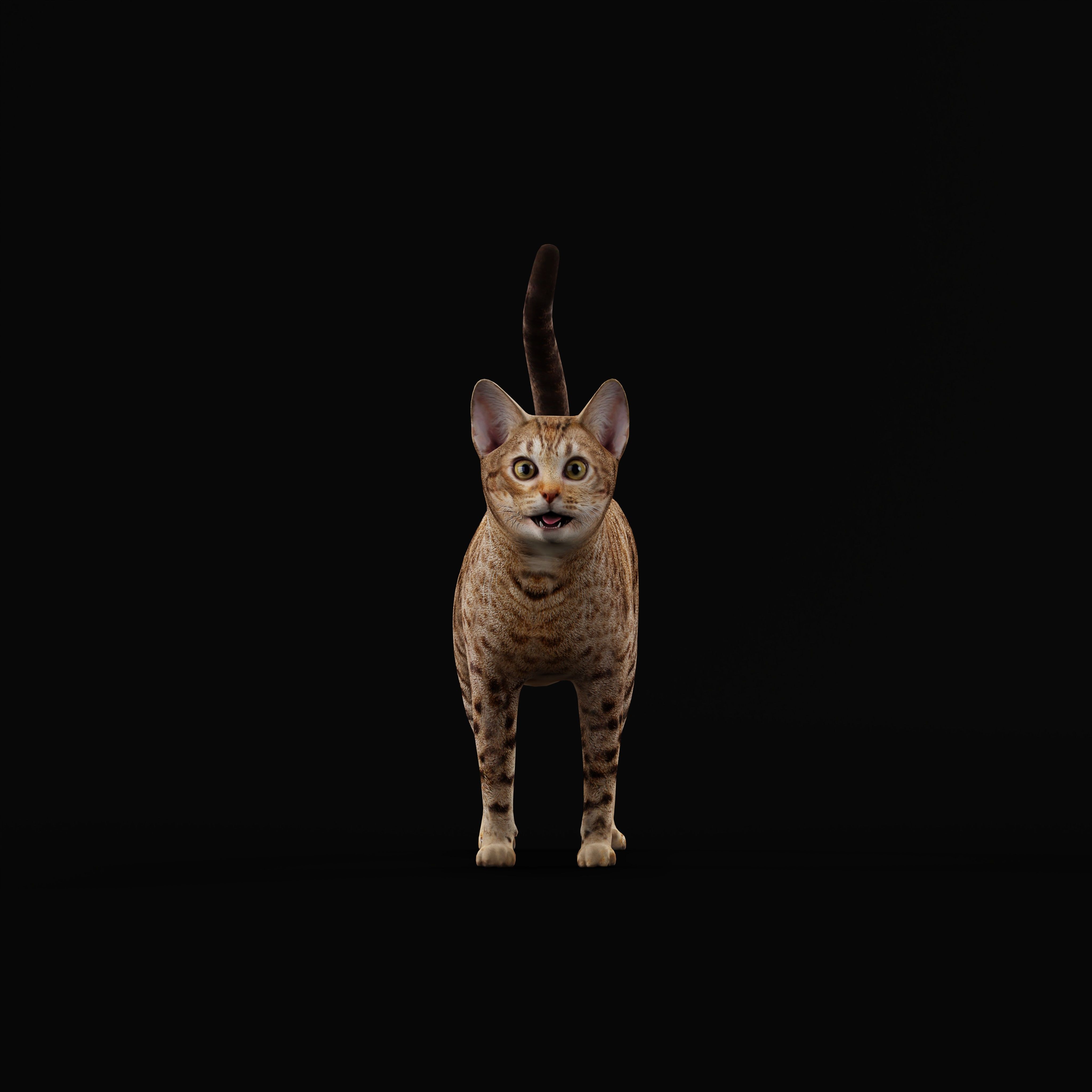 Ocicat Low-poly 3D model_31