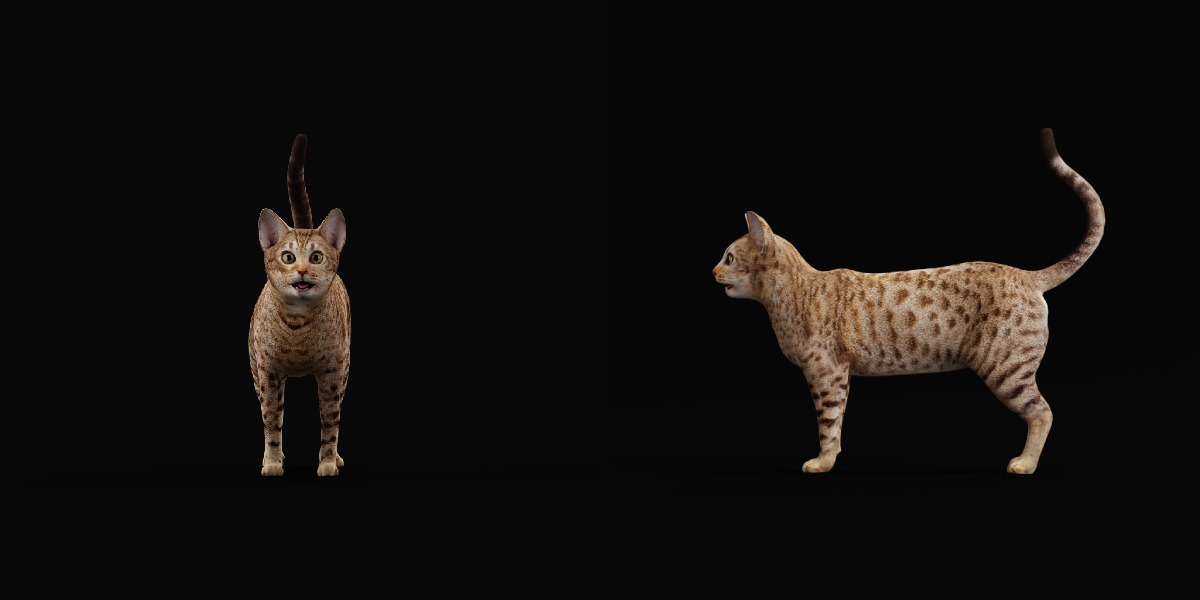 Ocicat Low-poly 3D model_4