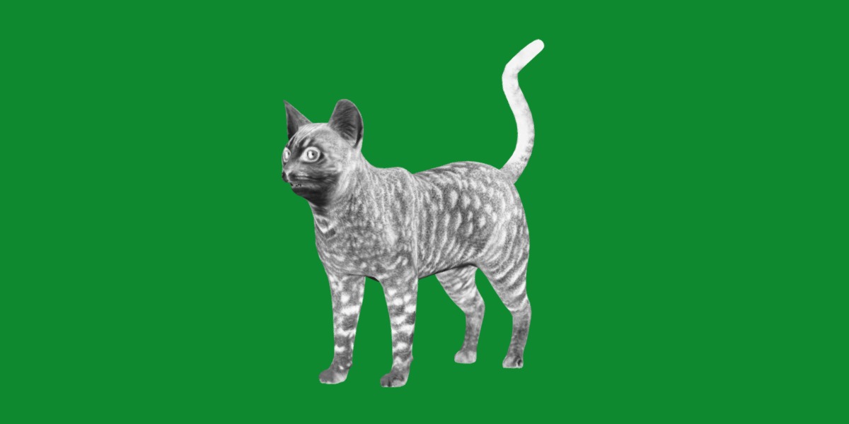 Ocicat Low-poly 3D model_9