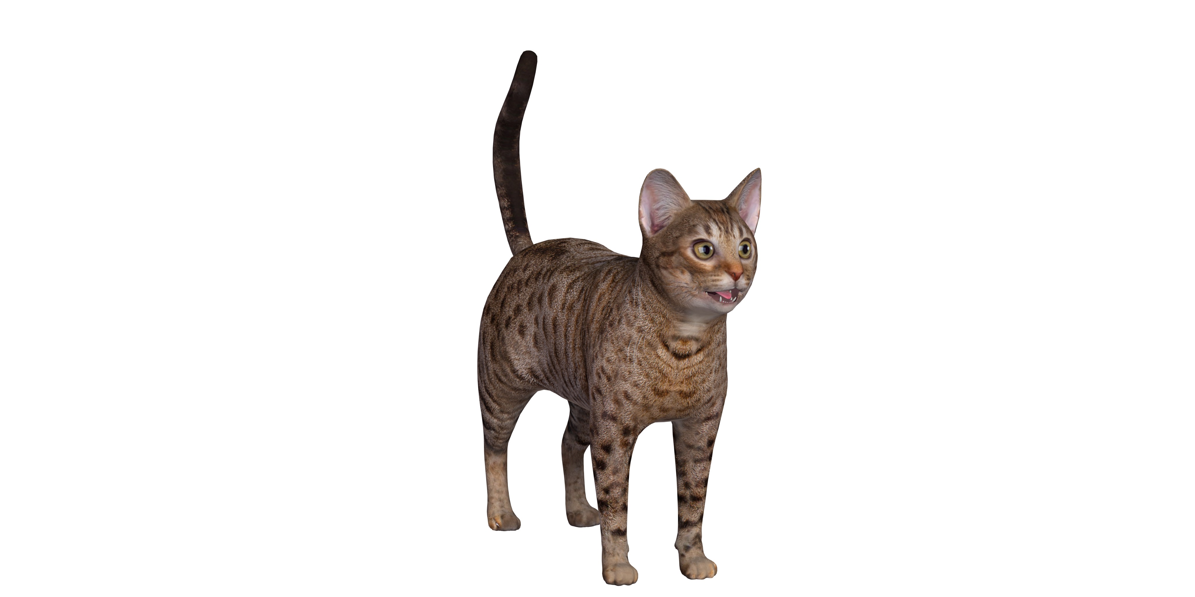 Ocicat Low-poly 3D model_2