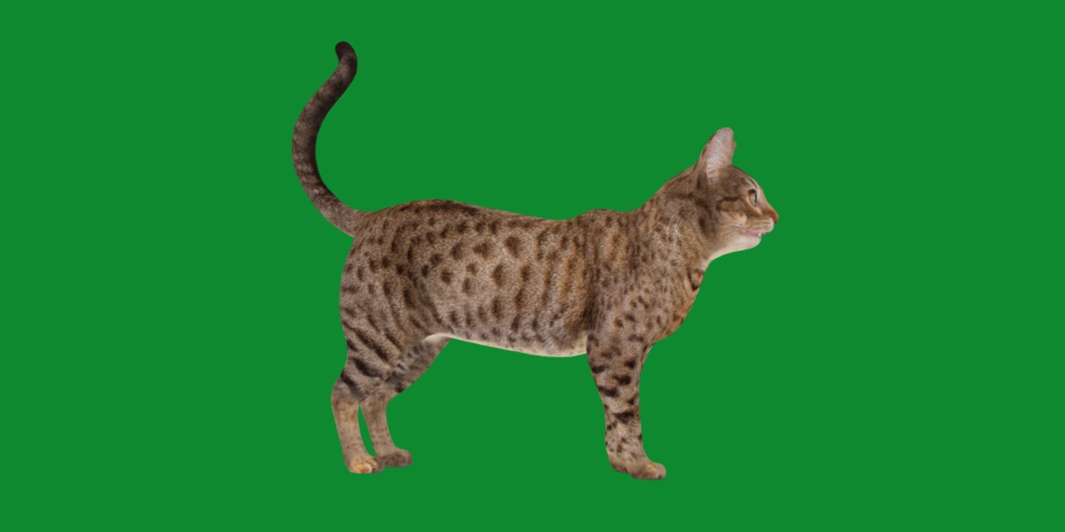Ocicat Low-poly 3D model_21