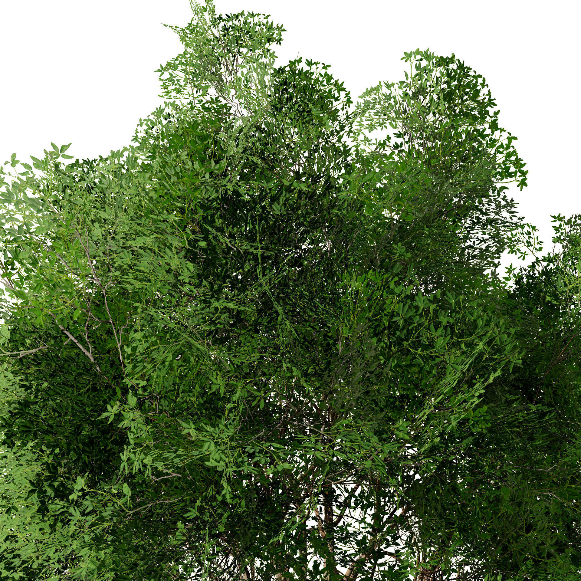 Burma Padauk Trees 3D Low-poly 3D model_4