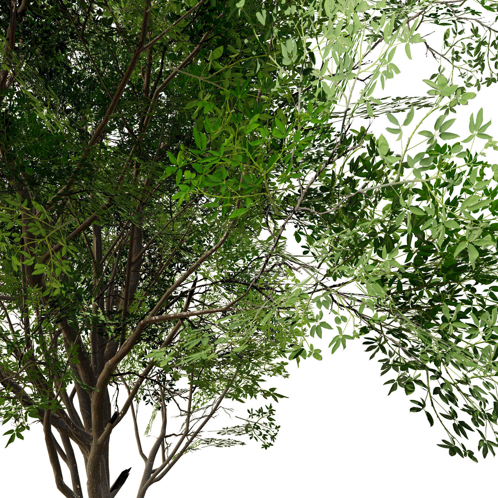 Burma Padauk Trees 3D Low-poly 3D model_5
