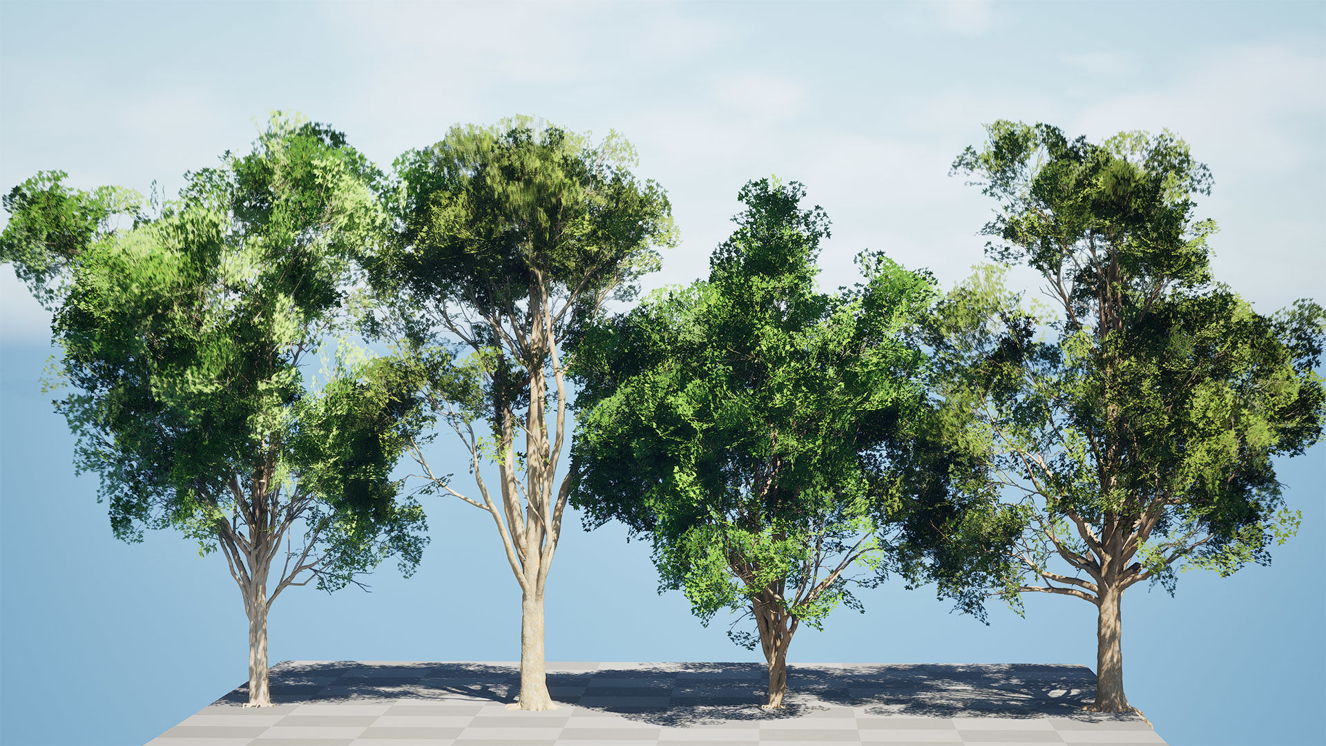 Burma Padauk Trees 3D Low-poly 3D model_8