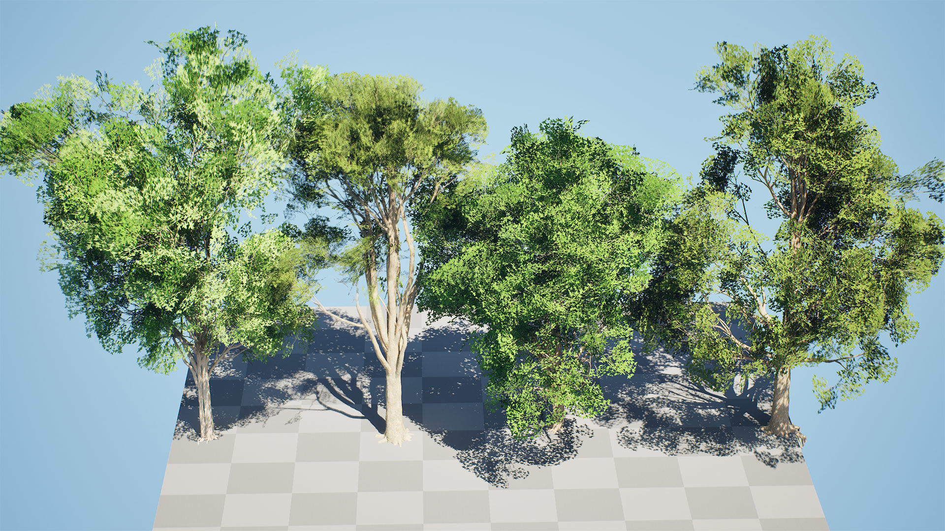 Burma Padauk Trees 3D Low-poly 3D model_6