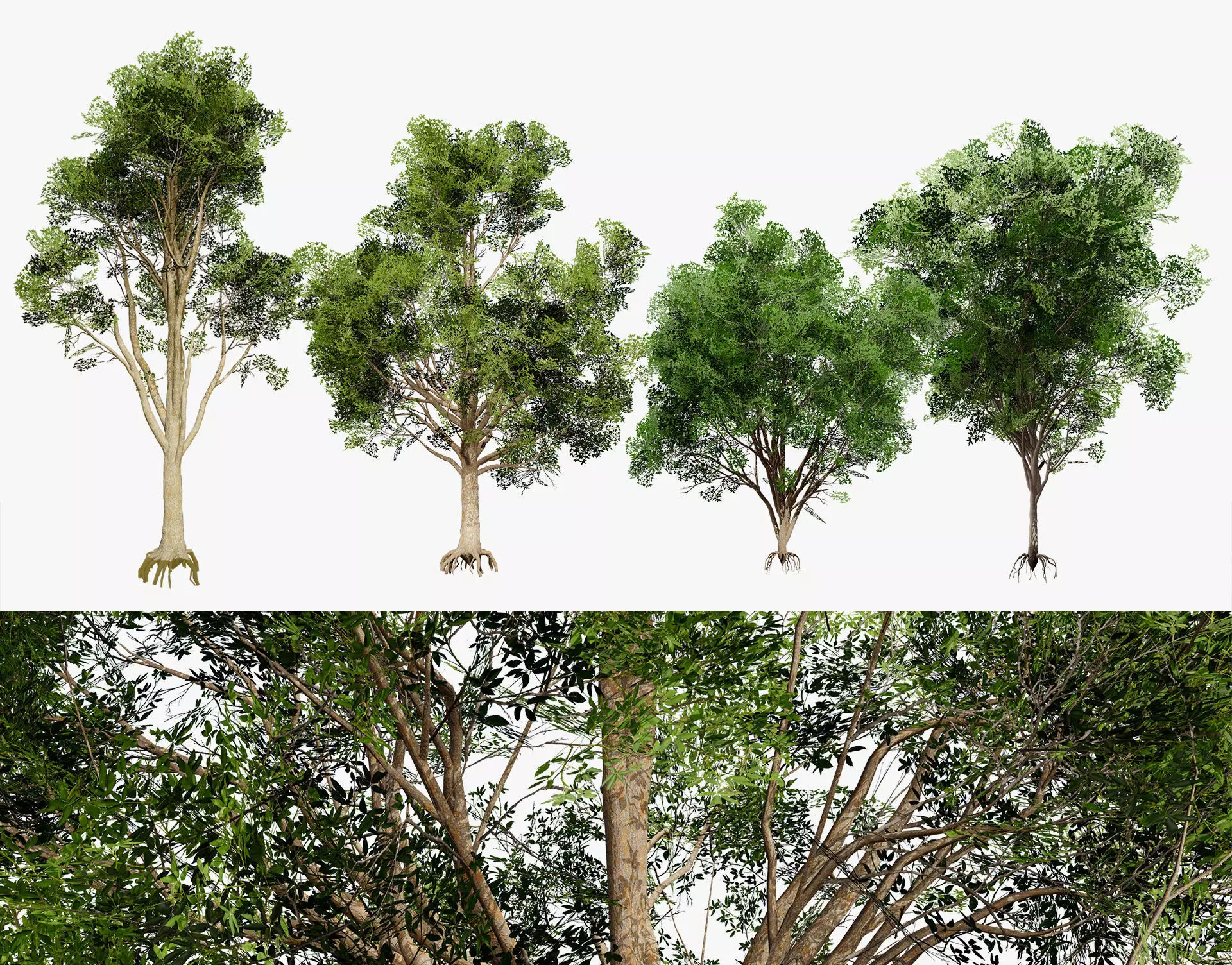 Burma Padauk Trees 3D Low-poly 3D model_0