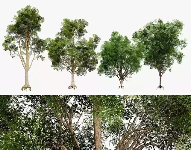 Burma Padauk Trees 3D Low-poly 3D model