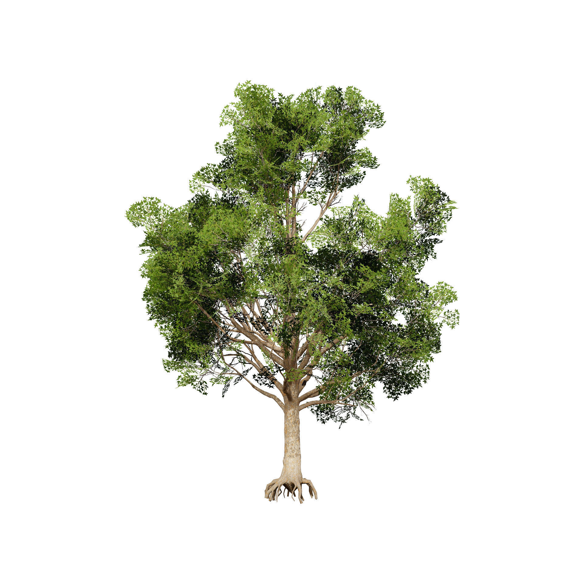 Burma Padauk Trees 3D Low-poly 3D model_2