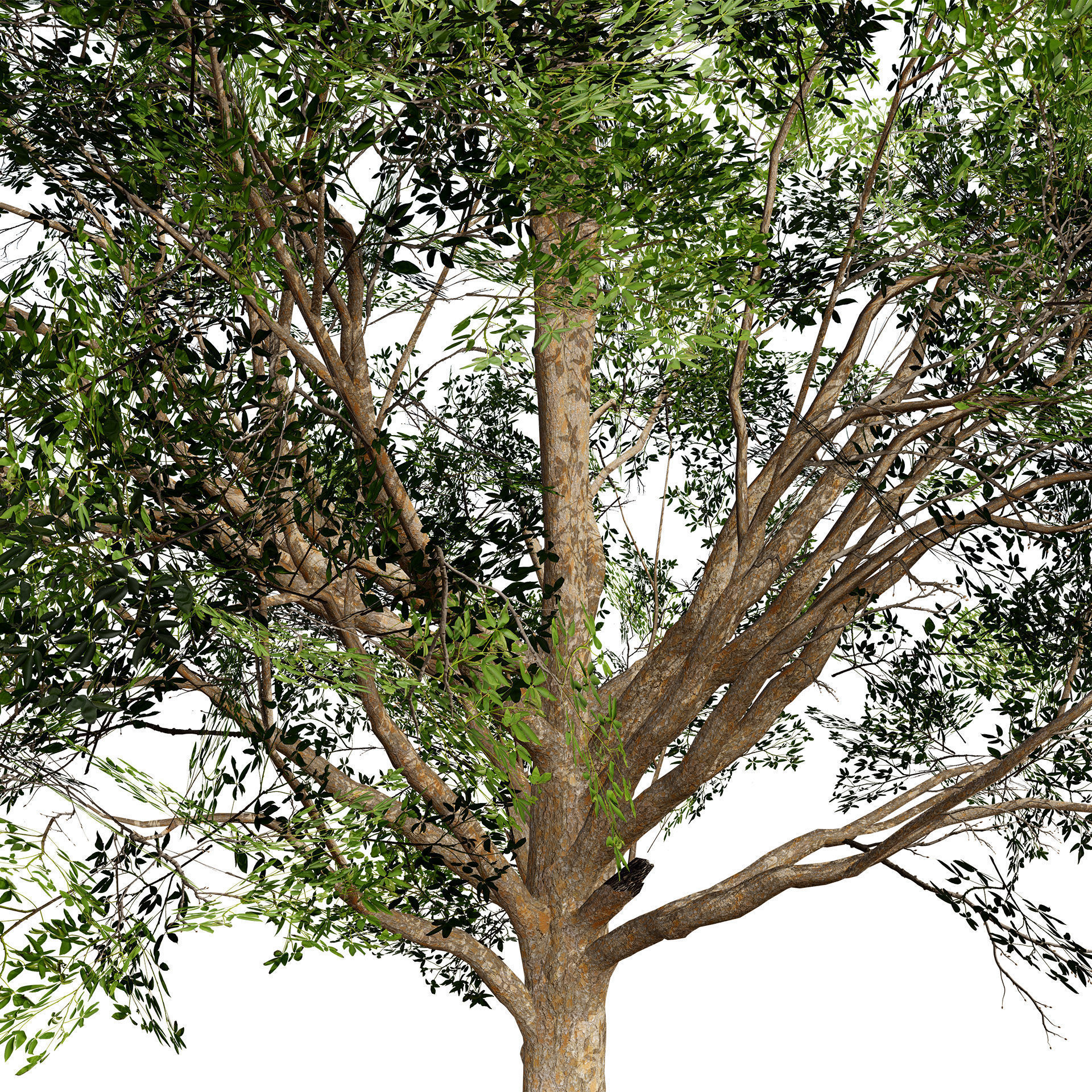 Burma Padauk Trees 3D Low-poly 3D model_3
