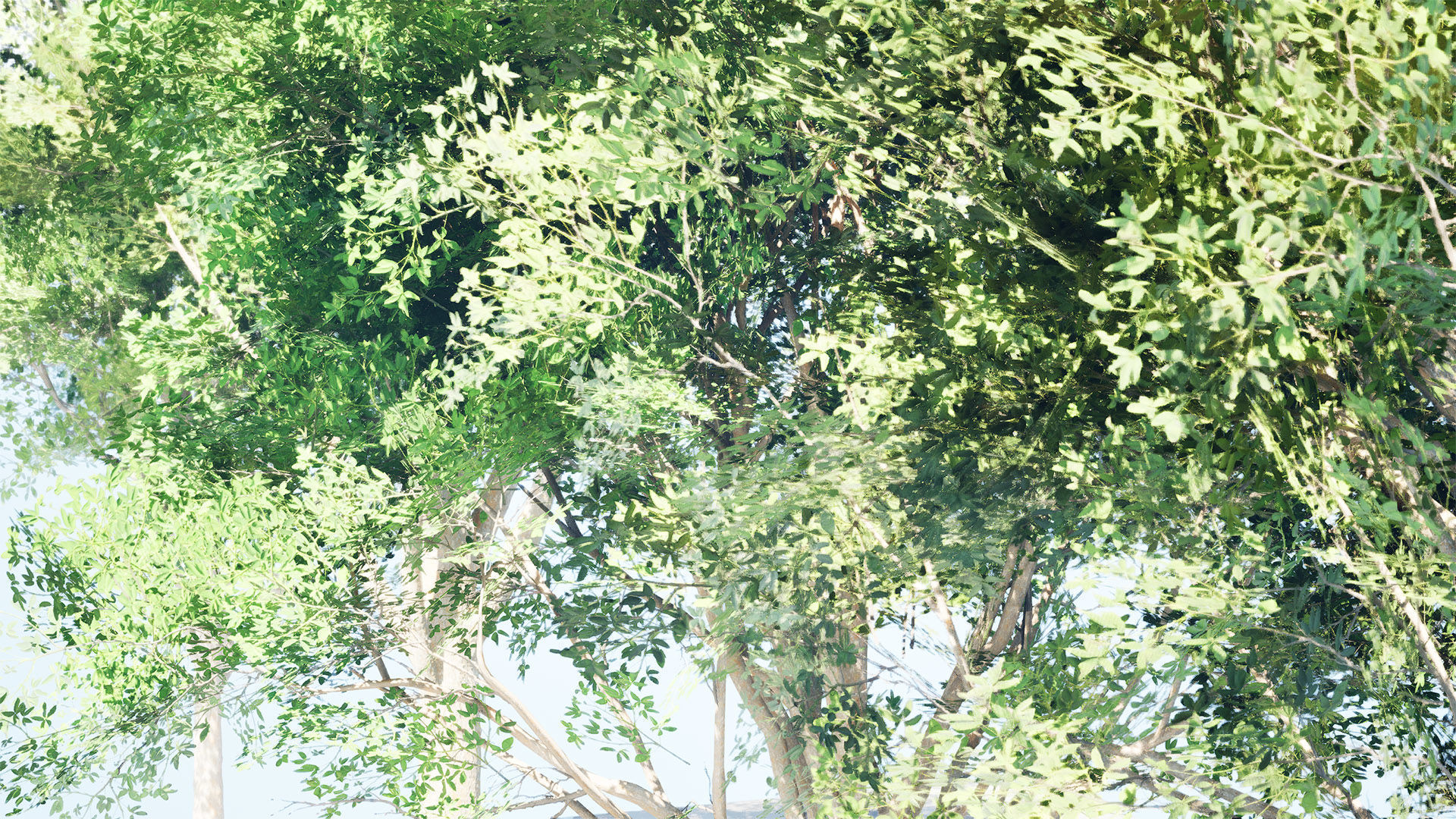 Burma Padauk Trees 3D Low-poly 3D model_7