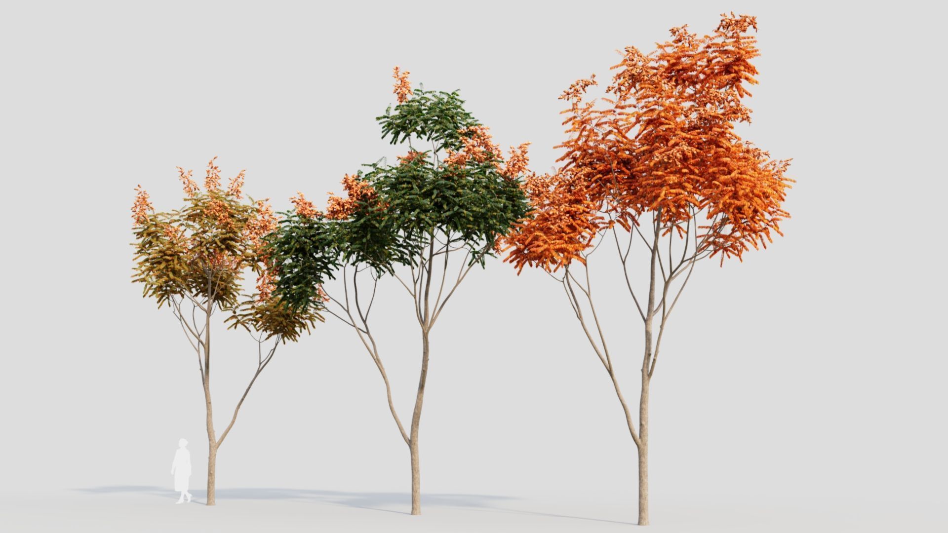 Koelreuteria paniculata b 3D model_7