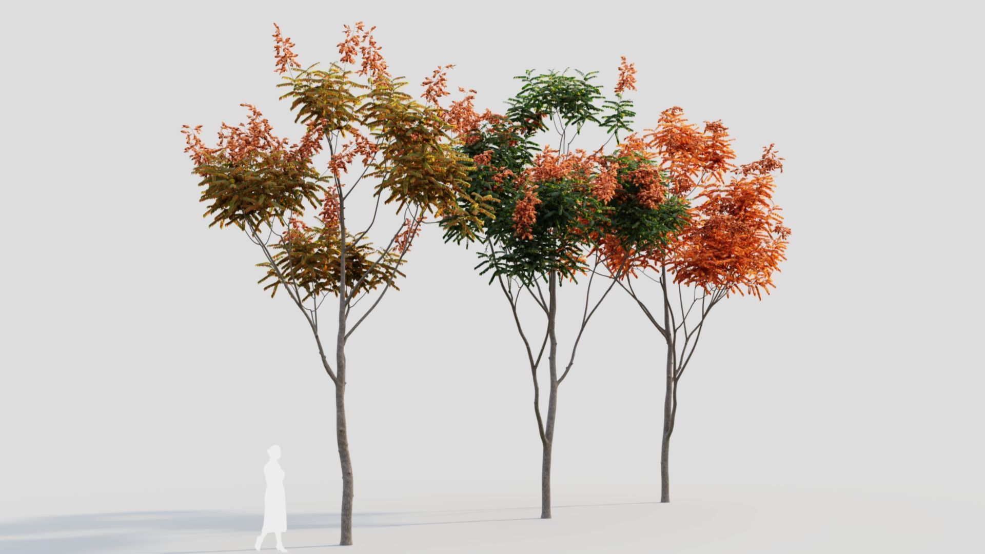 Koelreuteria paniculata b 3D model_9