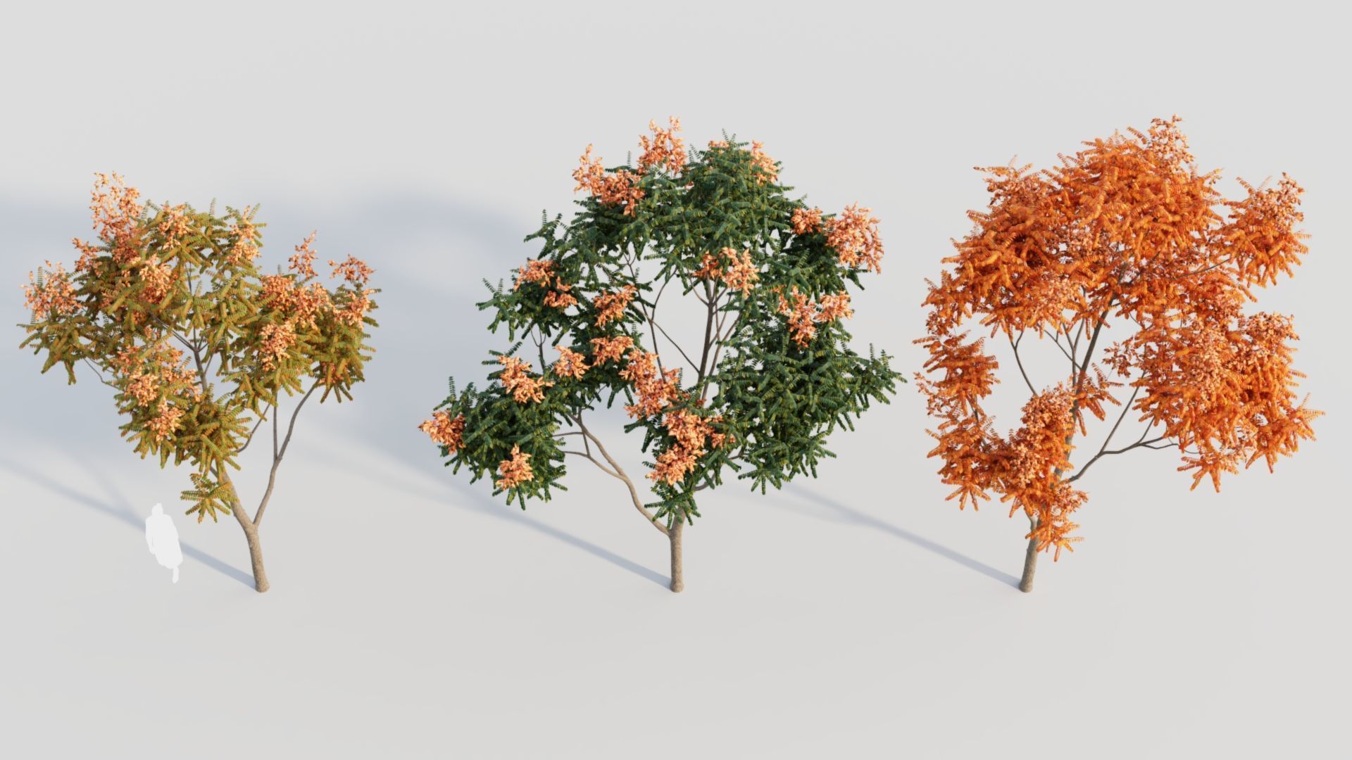 Koelreuteria paniculata b 3D model_8