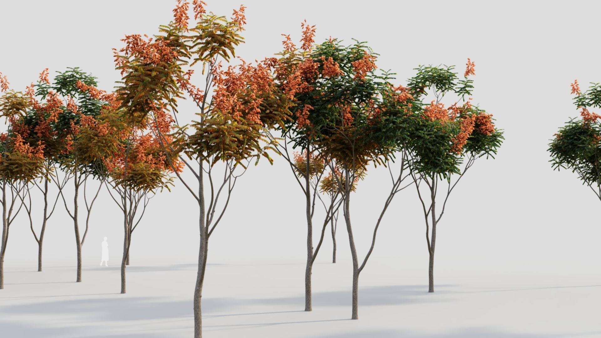 Koelreuteria paniculata b 3D model_3