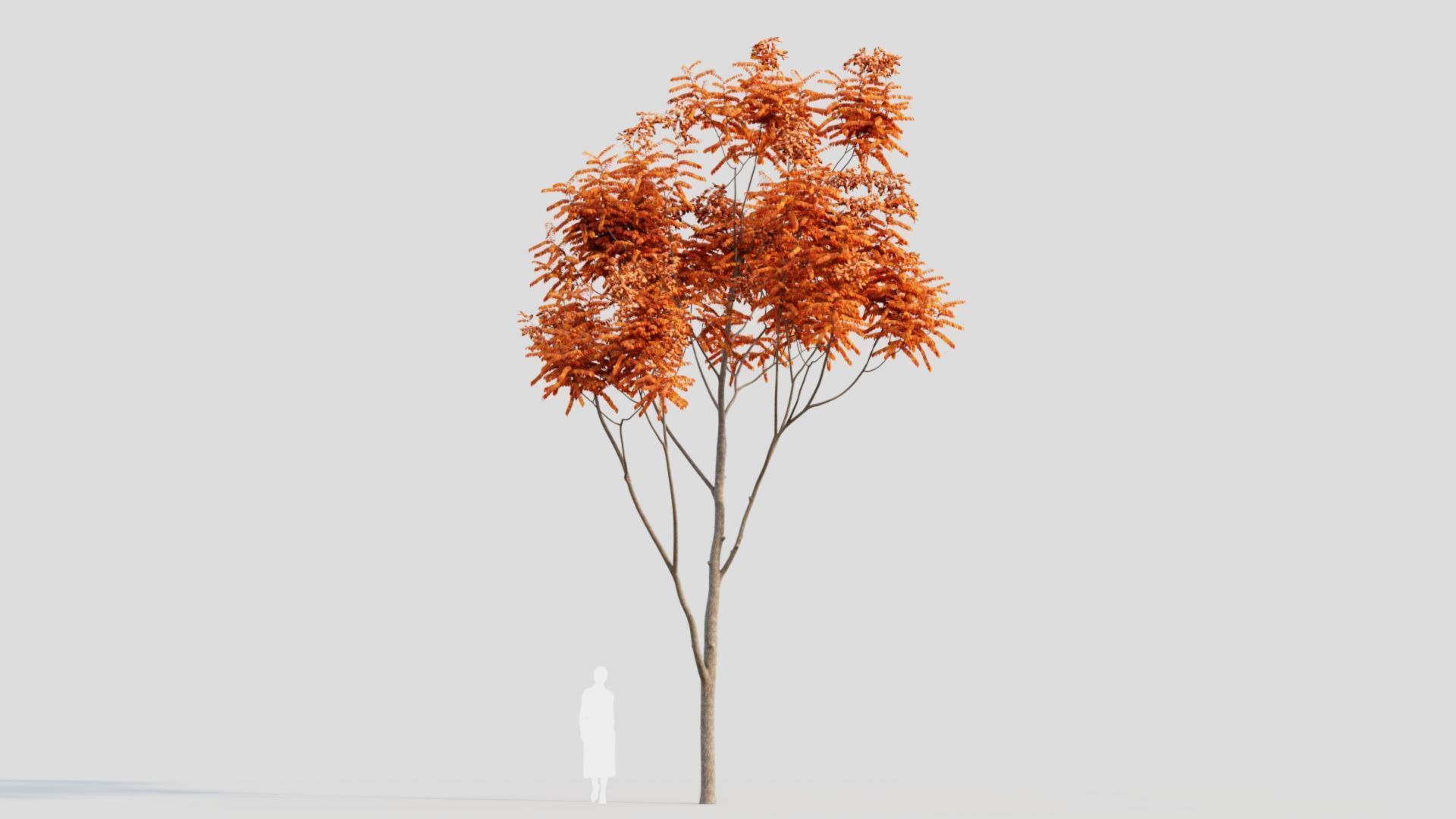 Koelreuteria paniculata b 3D model_13