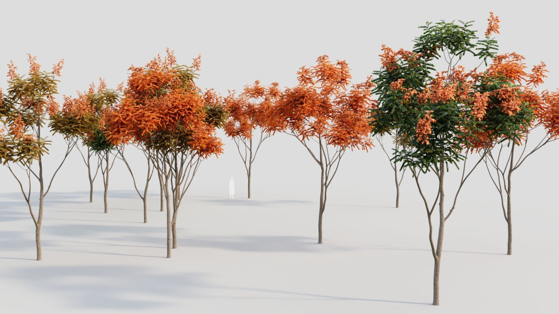 Koelreuteria paniculata b 3D model_2