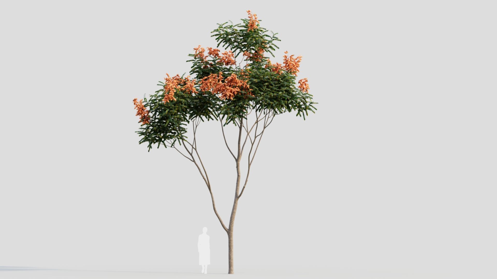 Koelreuteria paniculata b 3D model_12