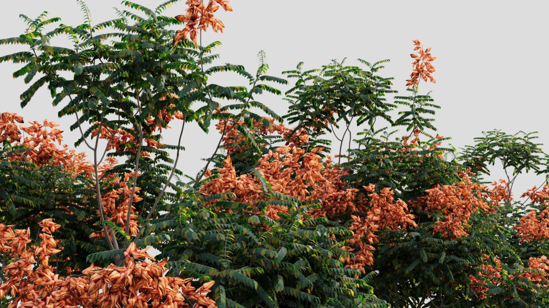 Koelreuteria paniculata b 3D model_5