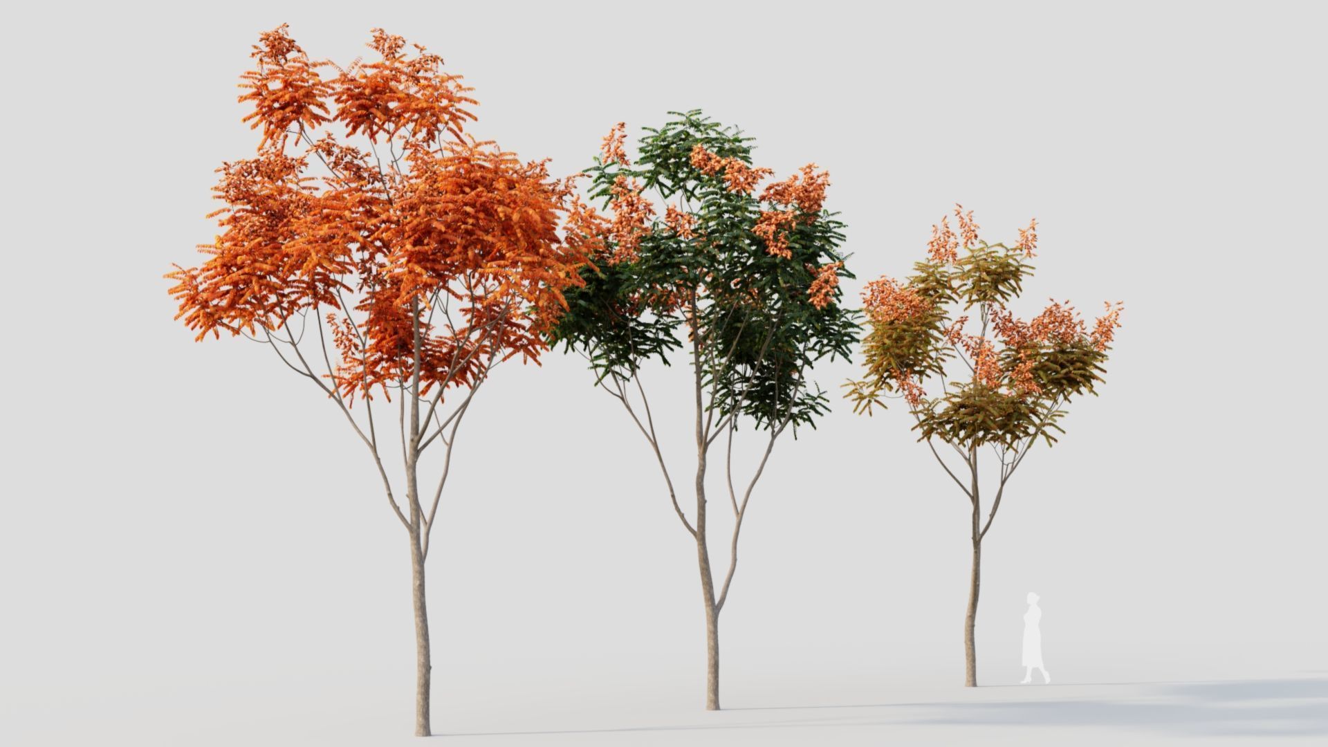 Koelreuteria paniculata b 3D model_10