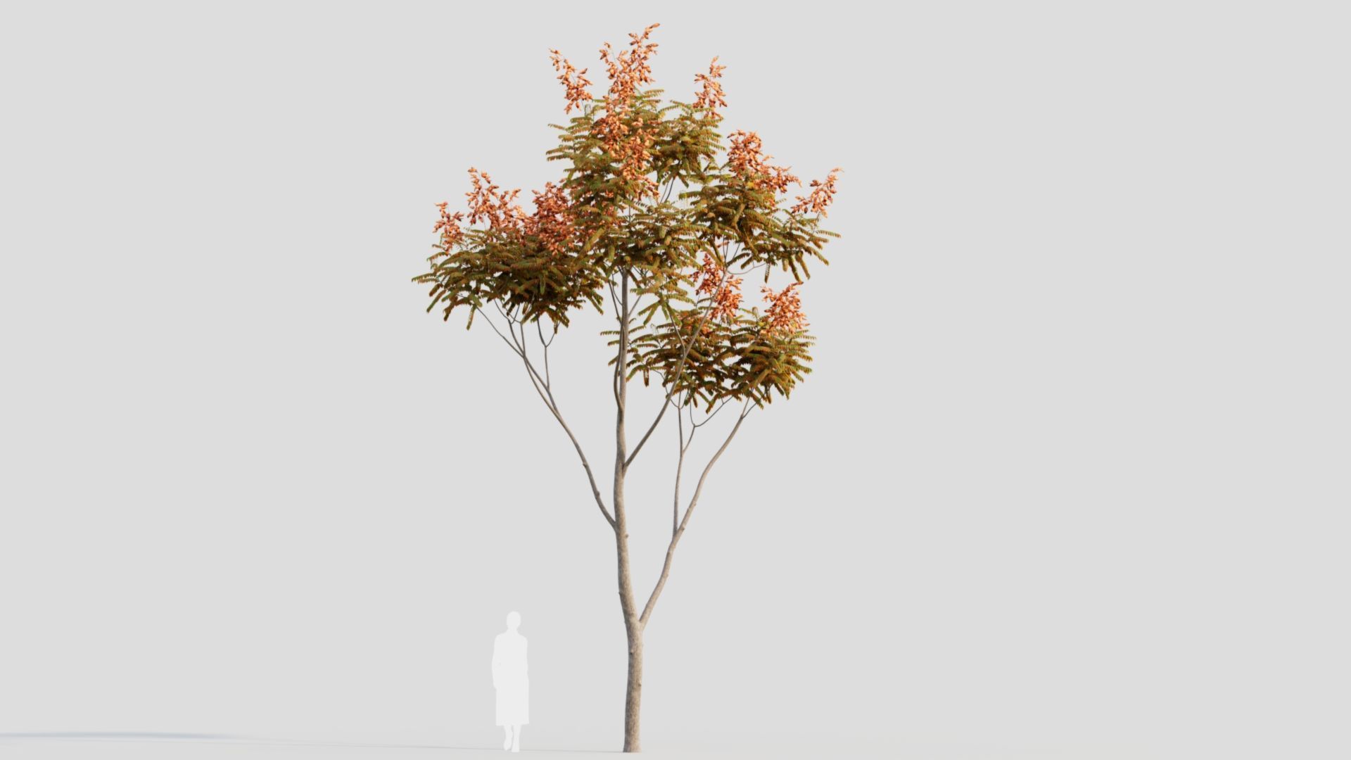 Koelreuteria paniculata b 3D model_11