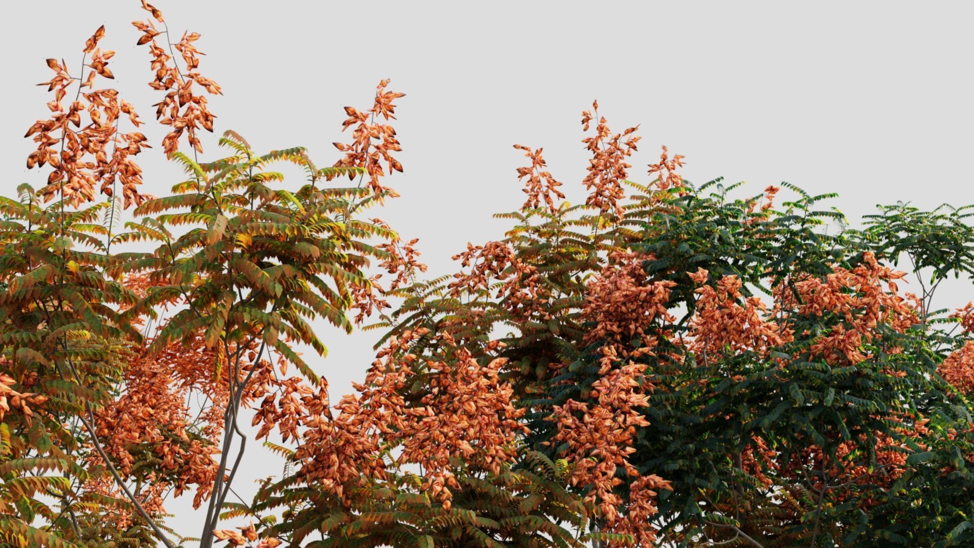 Koelreuteria paniculata b 3D model_4