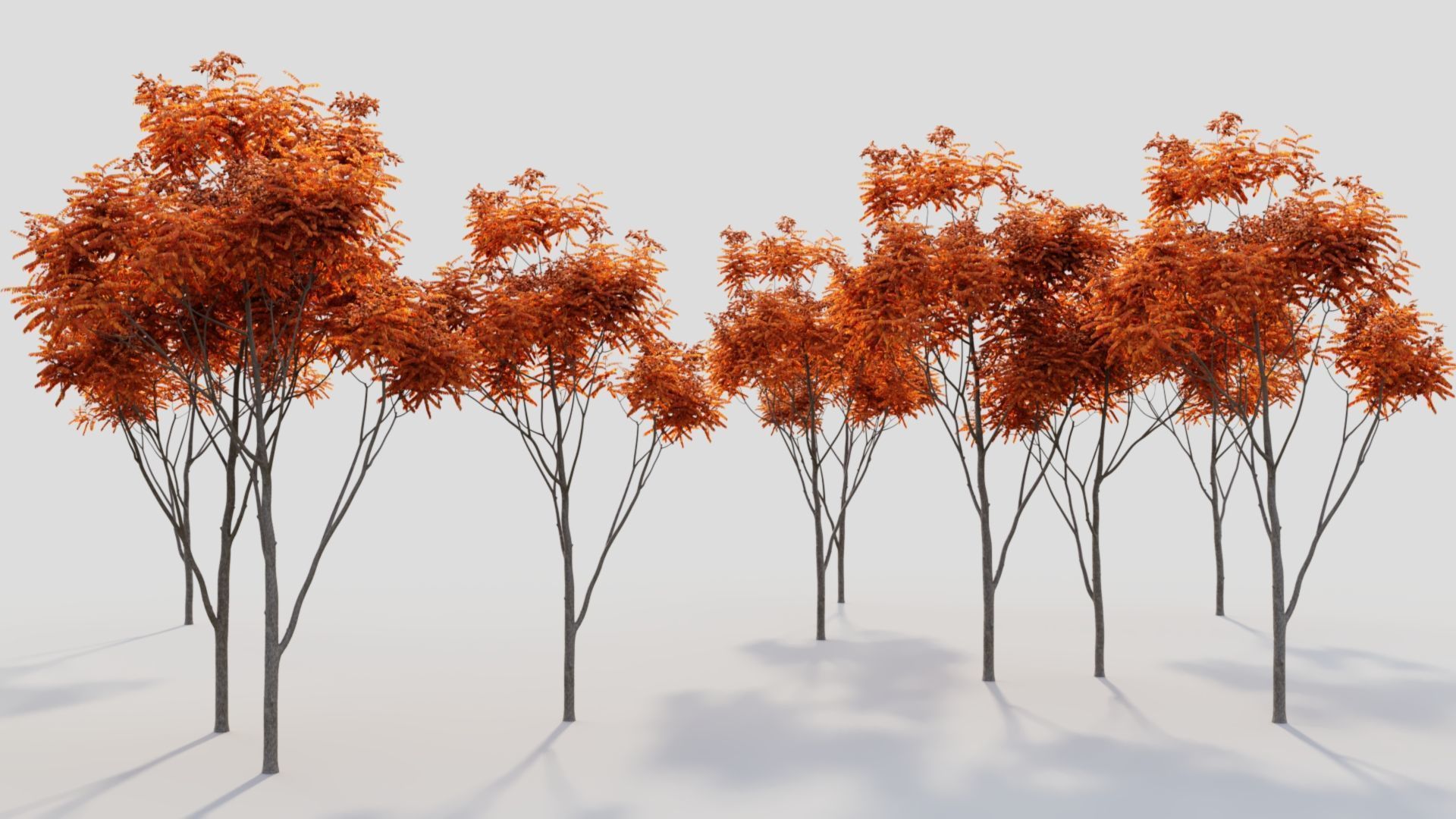 Koelreuteria paniculata b 3D model_1