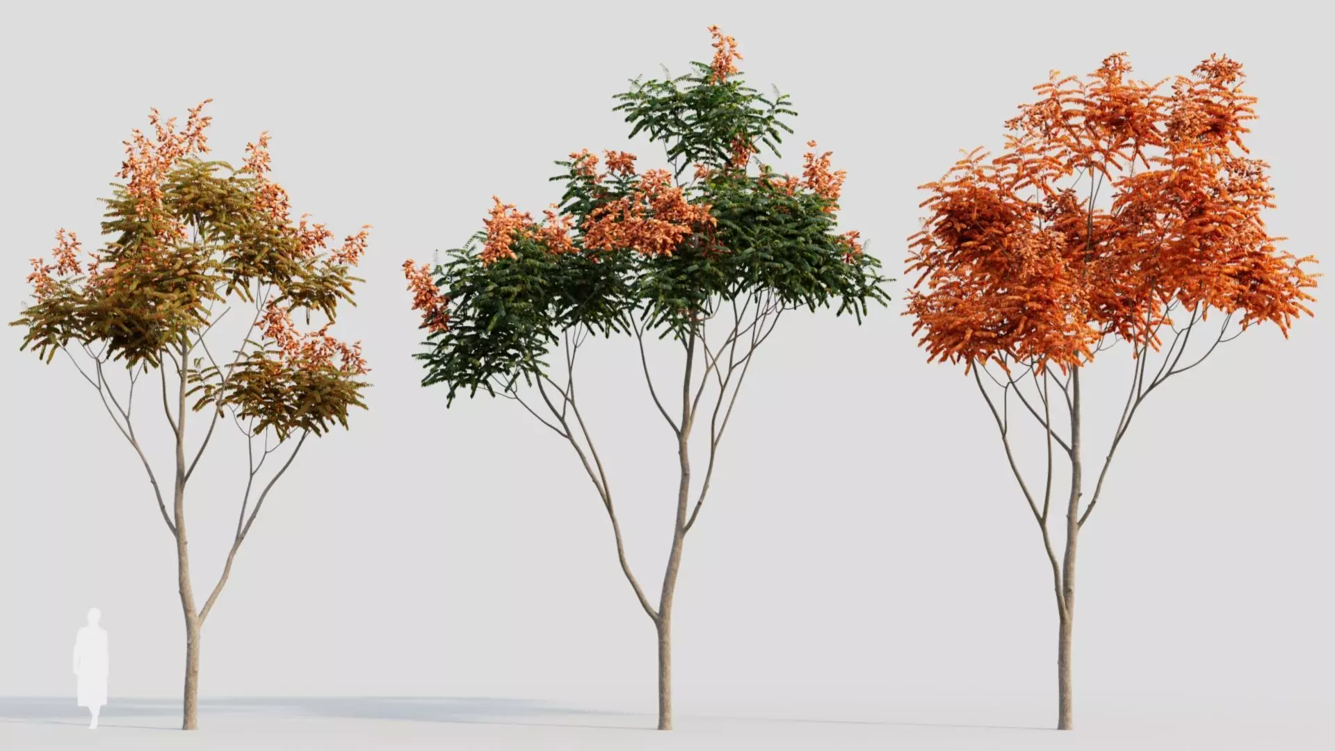 Koelreuteria paniculata b 3D model_0