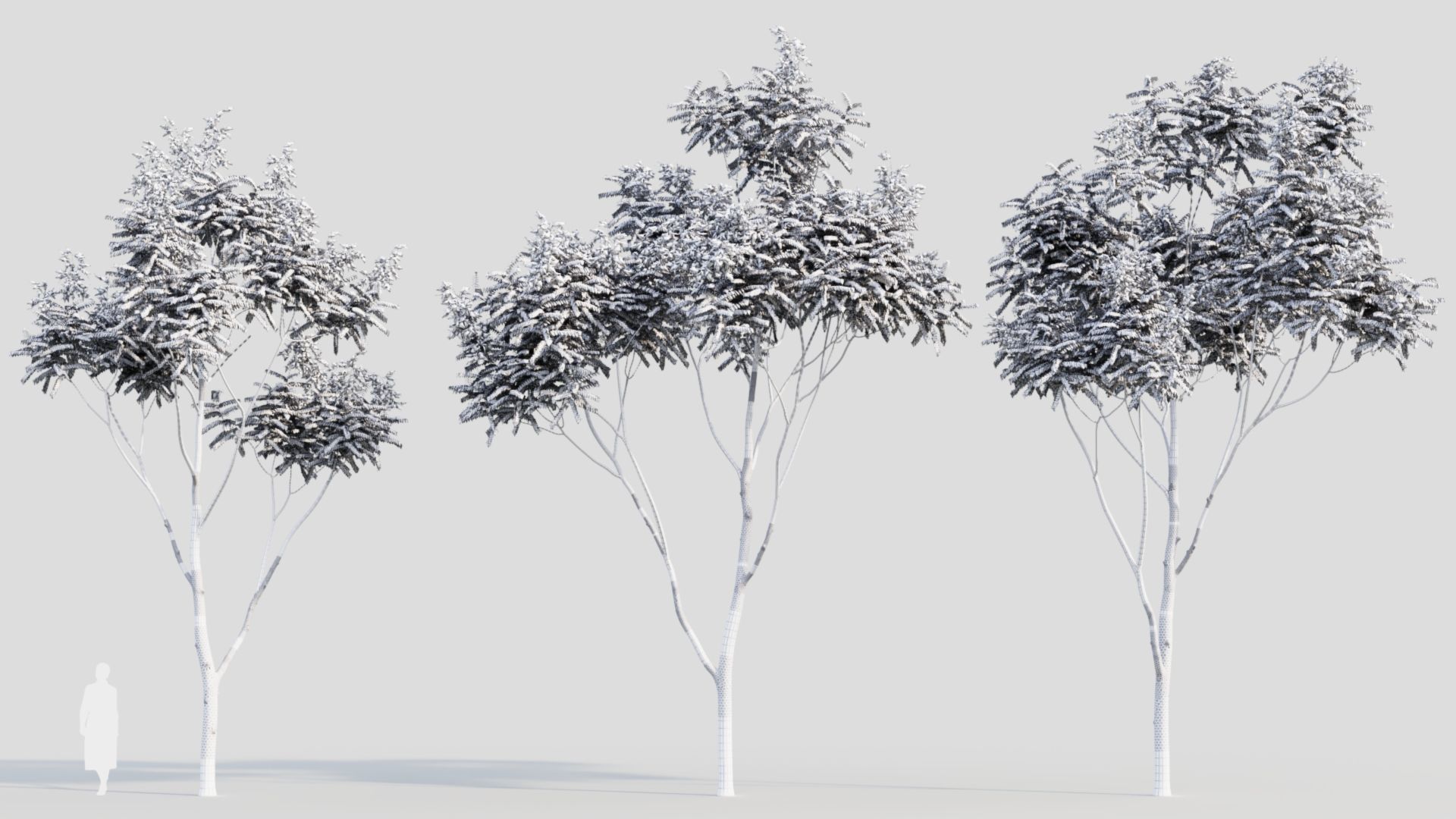Koelreuteria paniculata b 3D model_6