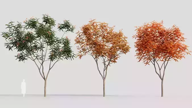 Koelreuteria paniculata c 3D model