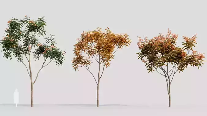 Koelreuteria paniculata d