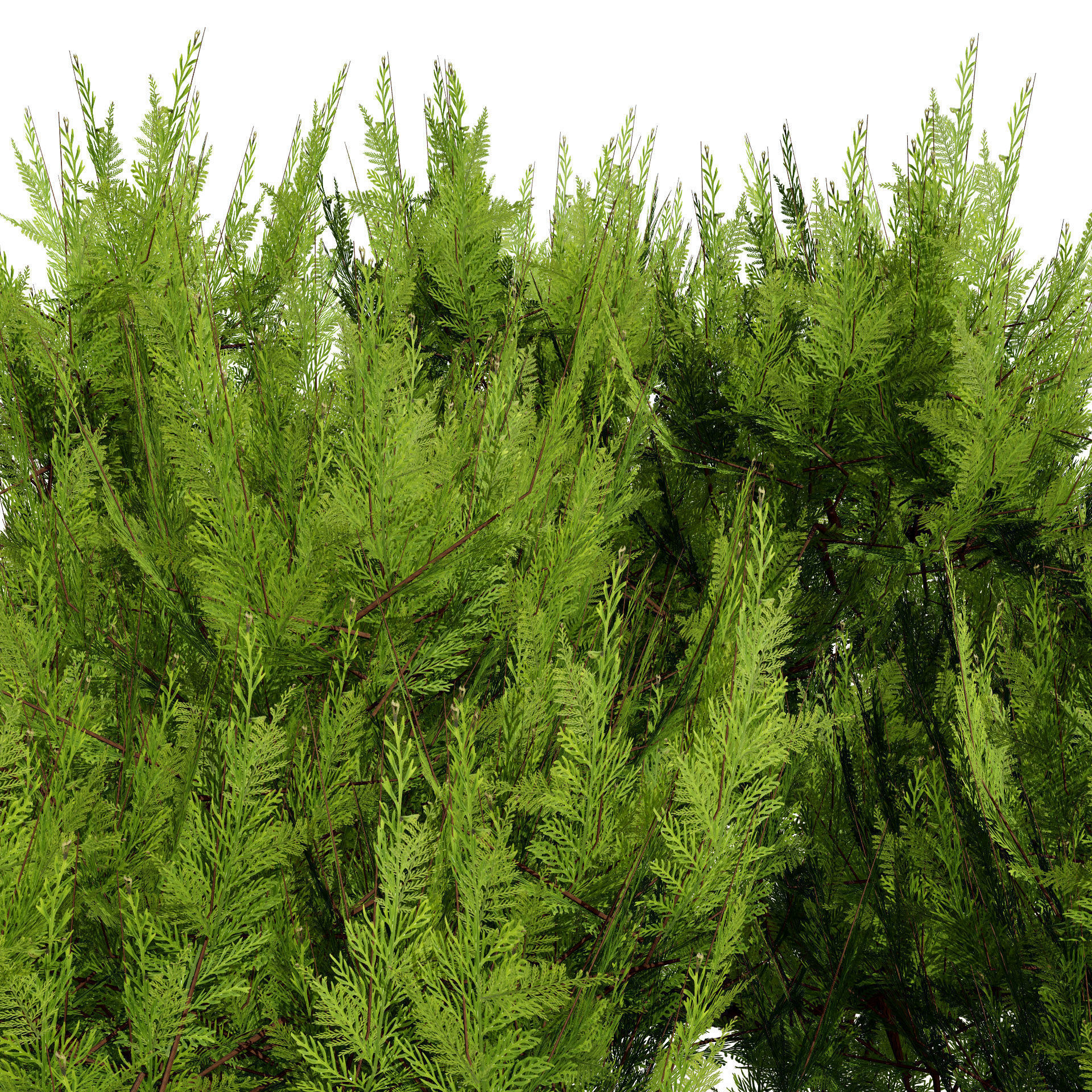 Pine Tree Pack Low-poly 3D model_3