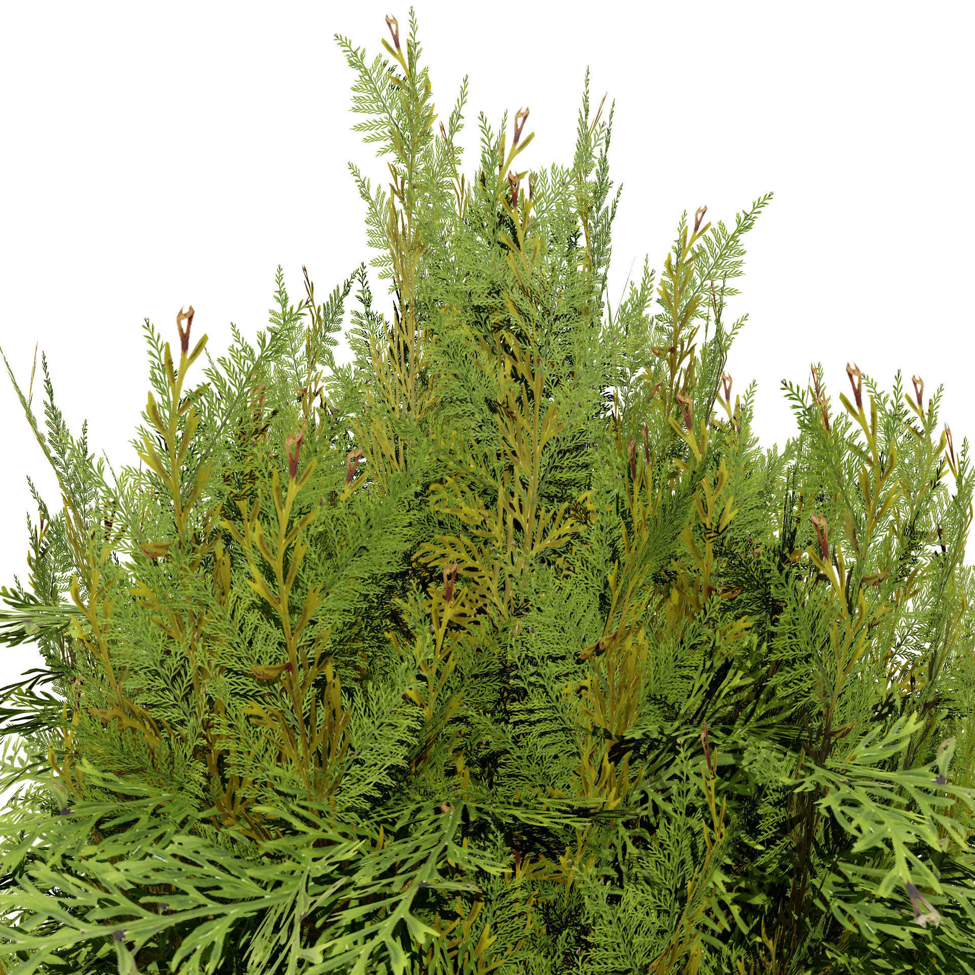 Pine Tree Pack Low-poly 3D model_2