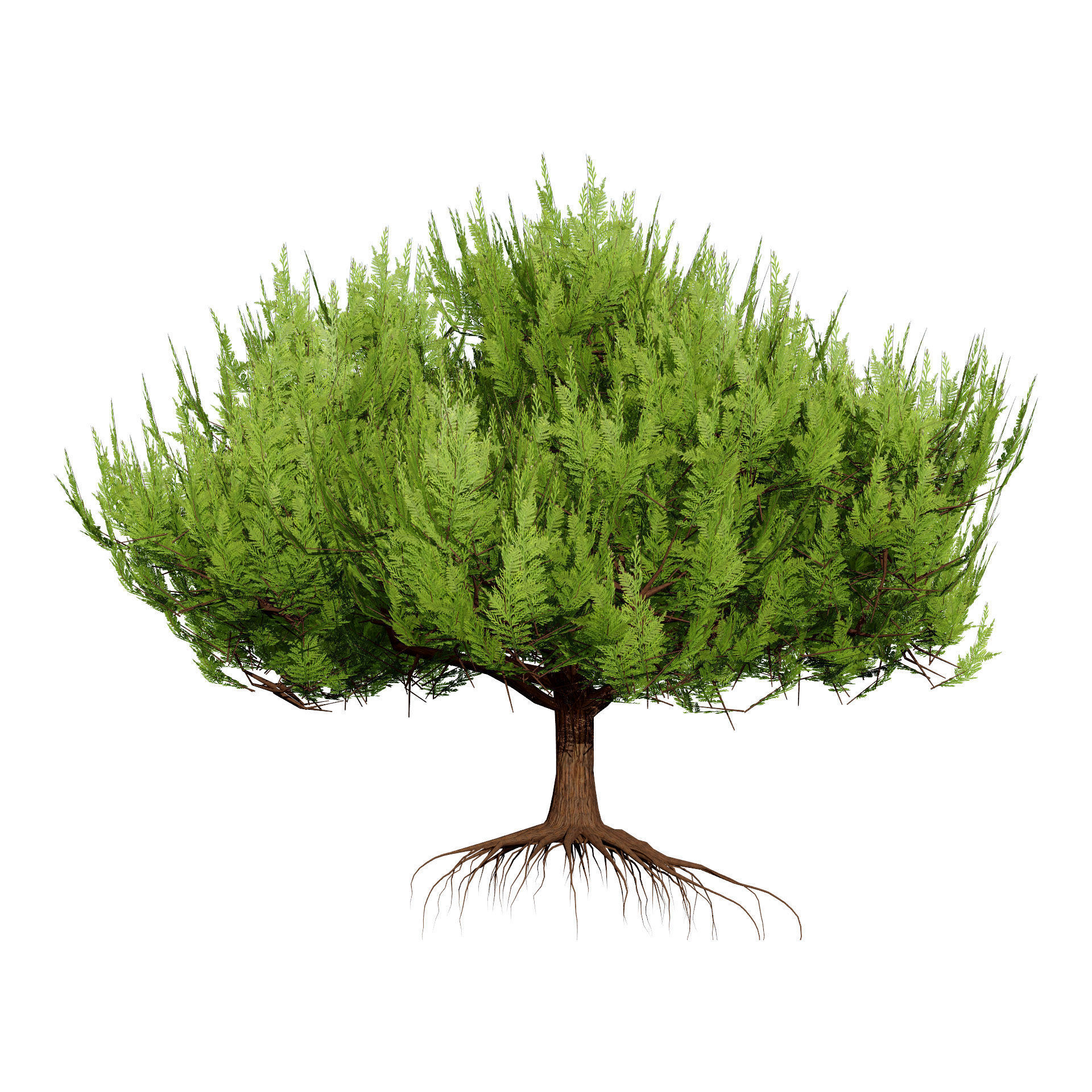 Pine Tree Pack Low-poly 3D model_4