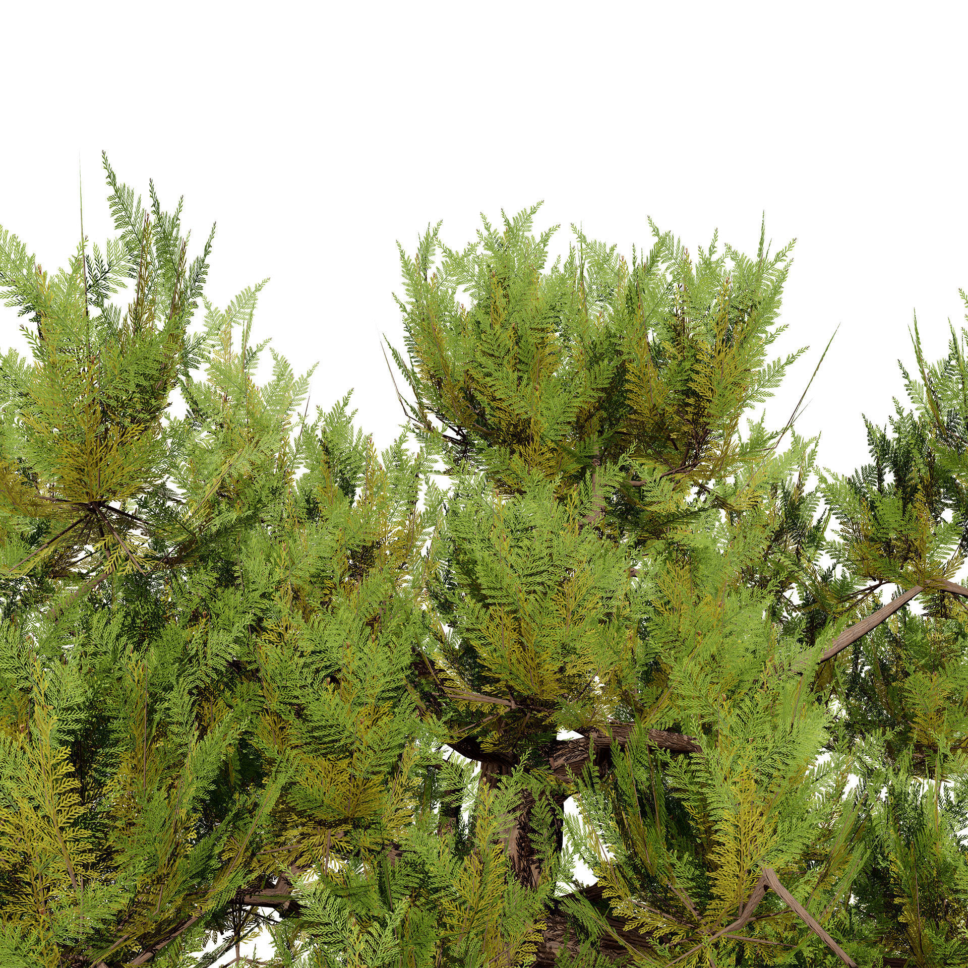 Pine Tree Pack Low-poly 3D model_5